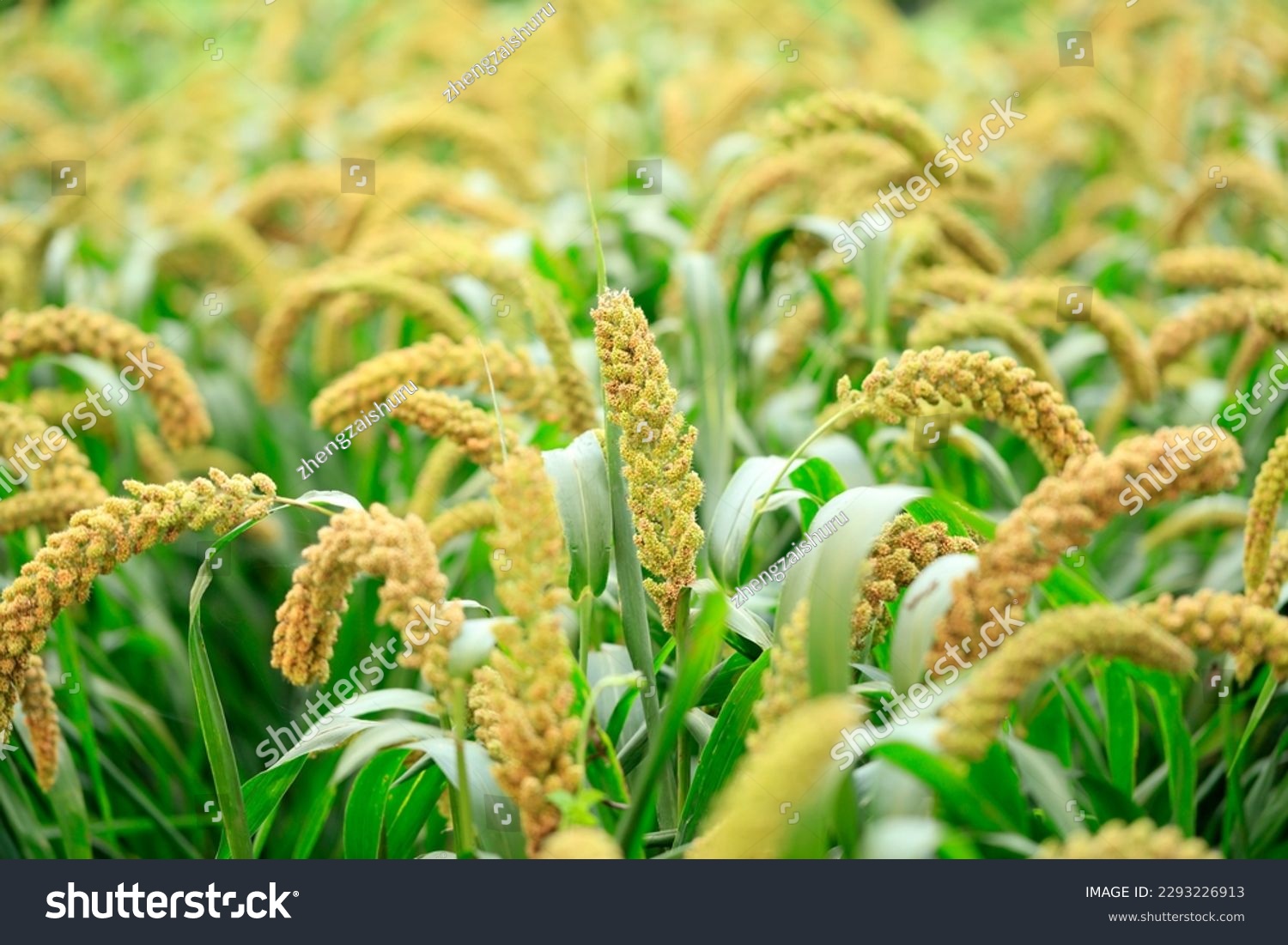  foxtail millet crops in the fields in autumn #2293226913