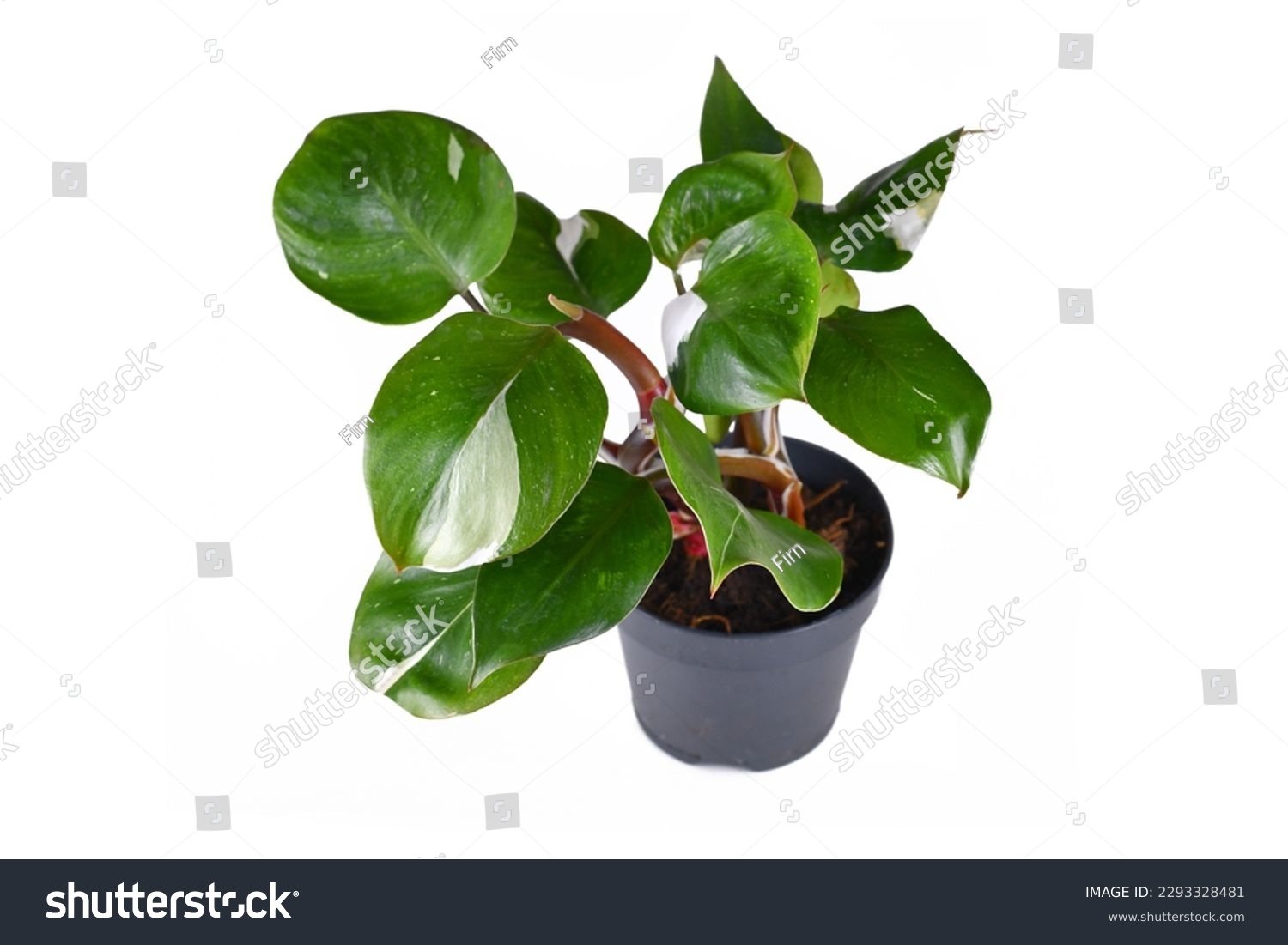 Tropical 'Philodendron White Knight' houseplant with white variegation spots on white background #2293328481