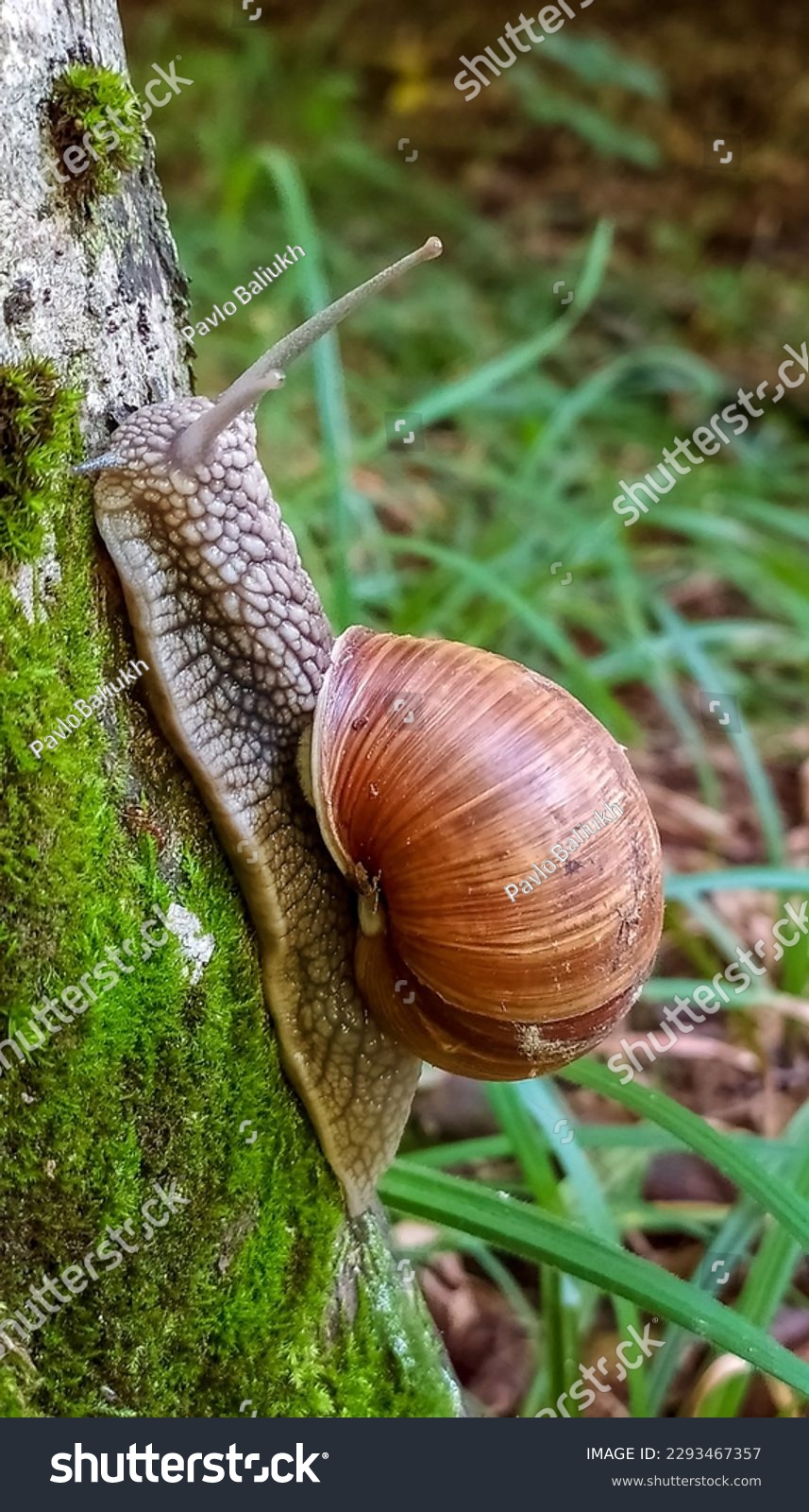 Big brown snail slug crawling in the garden. Helix pomatia garden snail in close up view. Common names the Roman snail, Burgundy snail, or escargot #2293467357