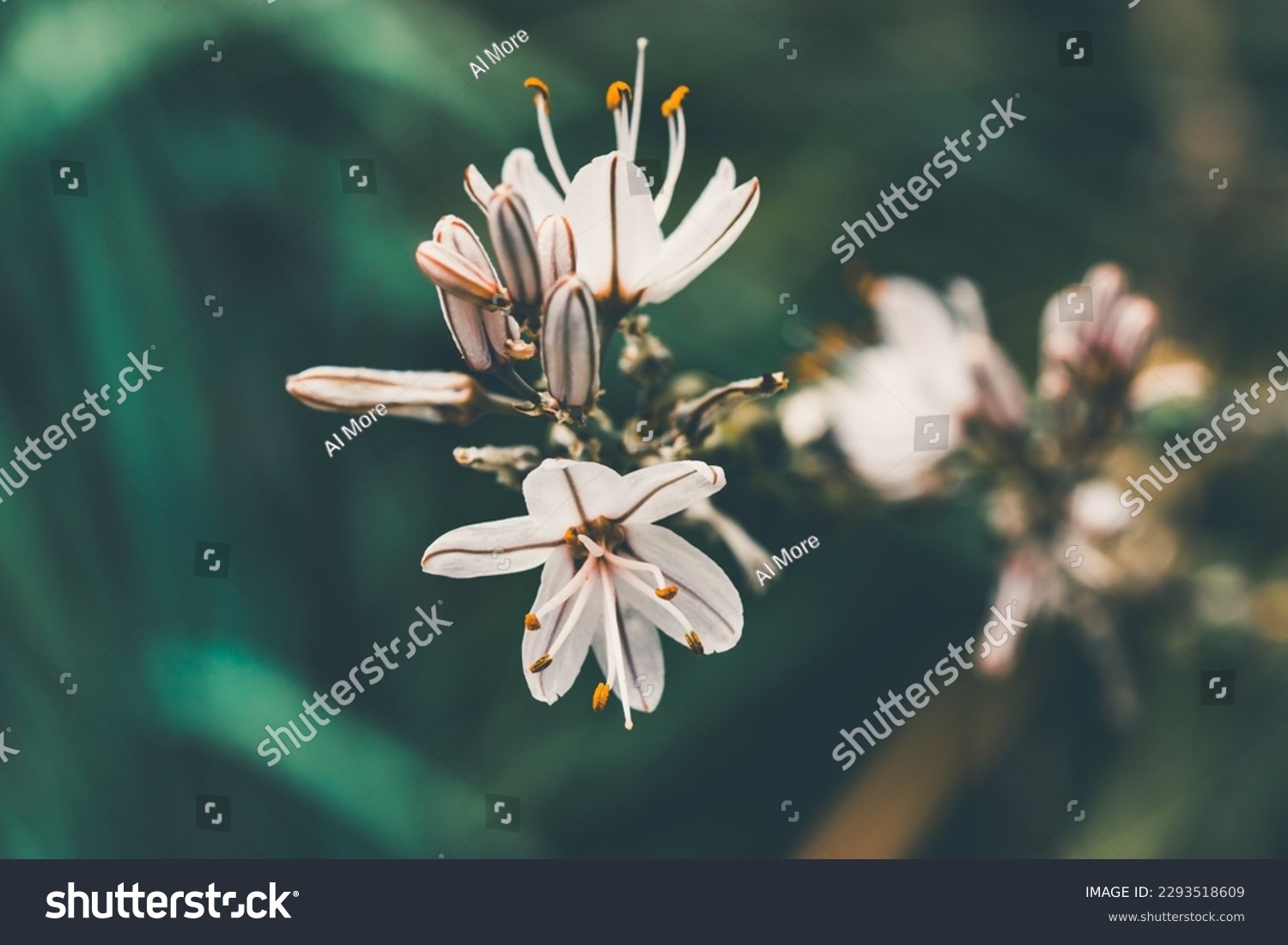 Asphodelus ramosus white little flowers in full bloom growing in a wild in spring botanical garden. Elegant plants blossoms on green backdrop. Common asphodel flower head. Tropical nature wallpaper. #2293518609