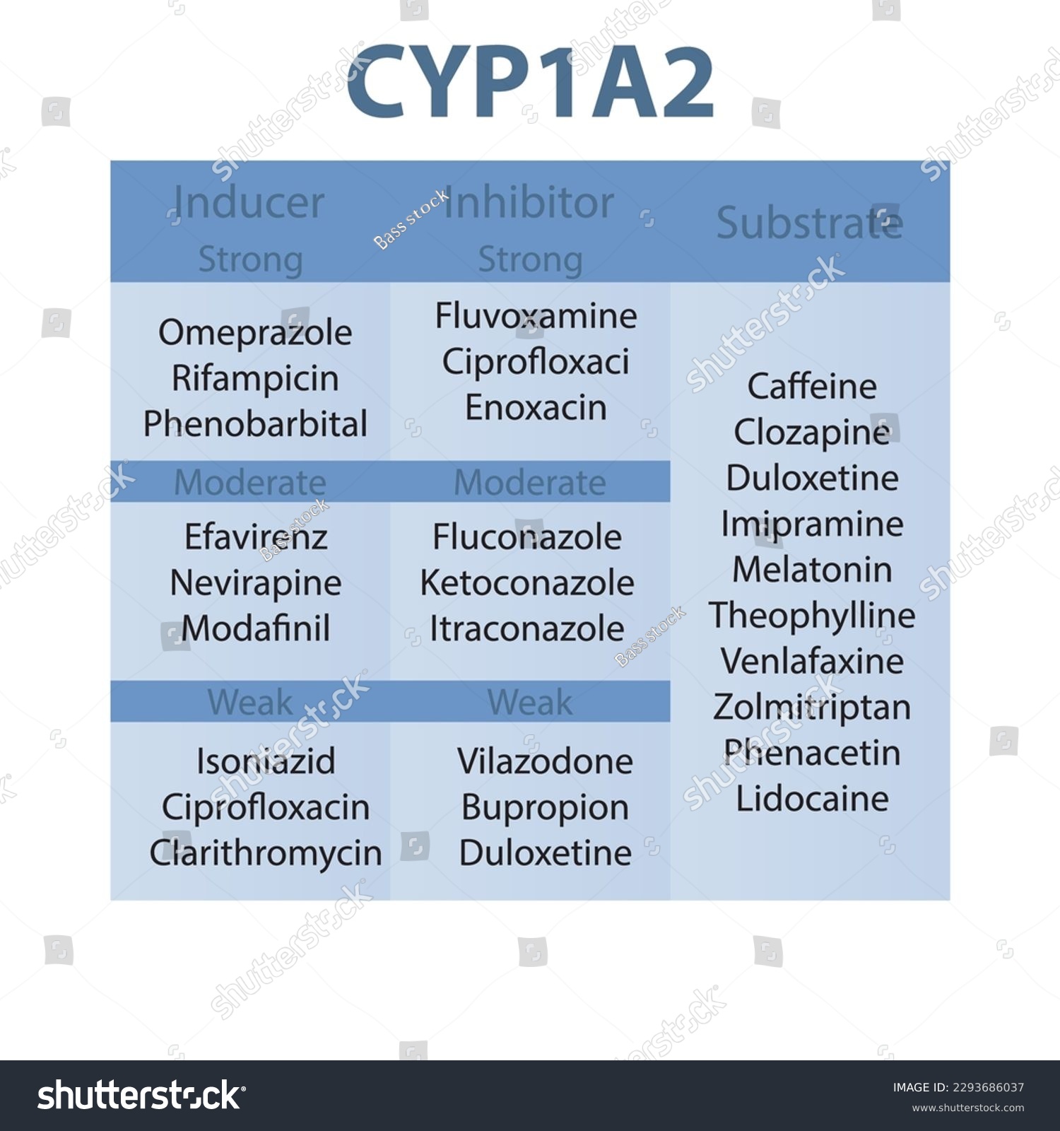 Cytochrome Cyp1a2 Table Of Strong Moderate And Royalty Free Stock