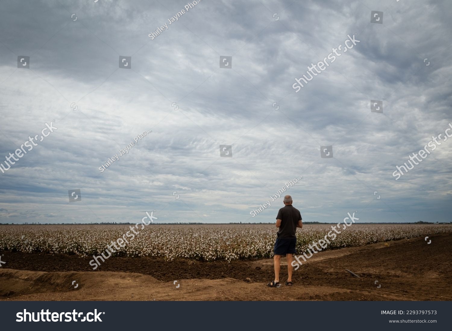 Man looking at cotton field under an overcast sky in the Australian Outback #2293797573