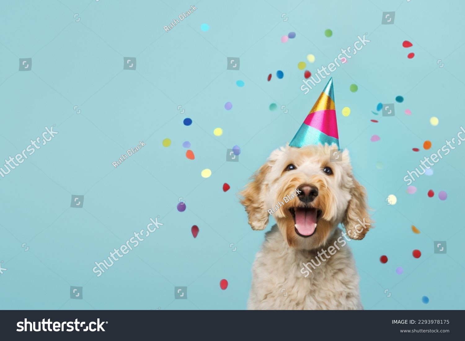 Happy cute labradoodle dog wearing a party hat celebrating at a birthday party, surrounding by falling confetti #2293978175