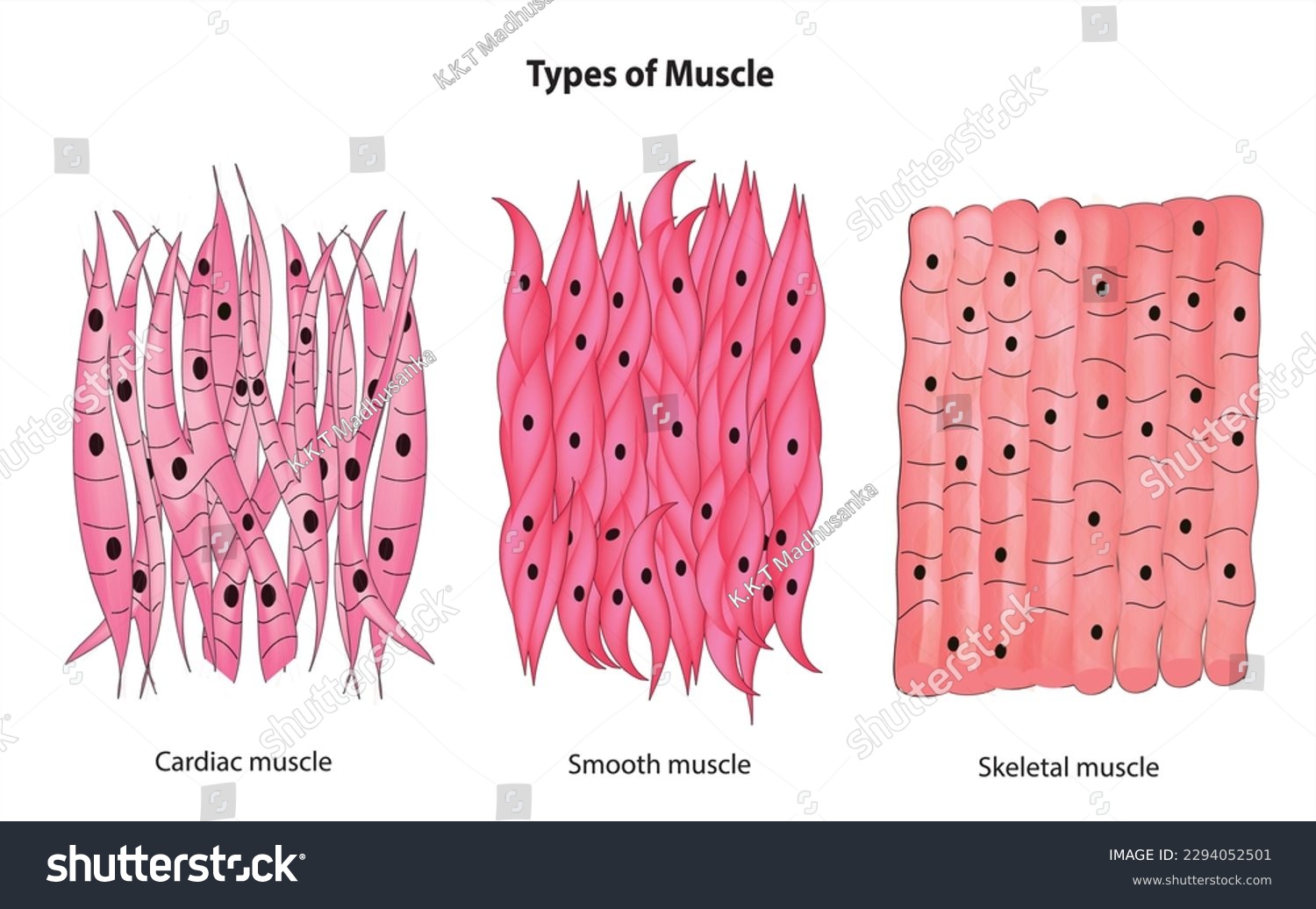 Types Of Muscle Smooth Muscle Skeletal Muscle Royalty Free Stock