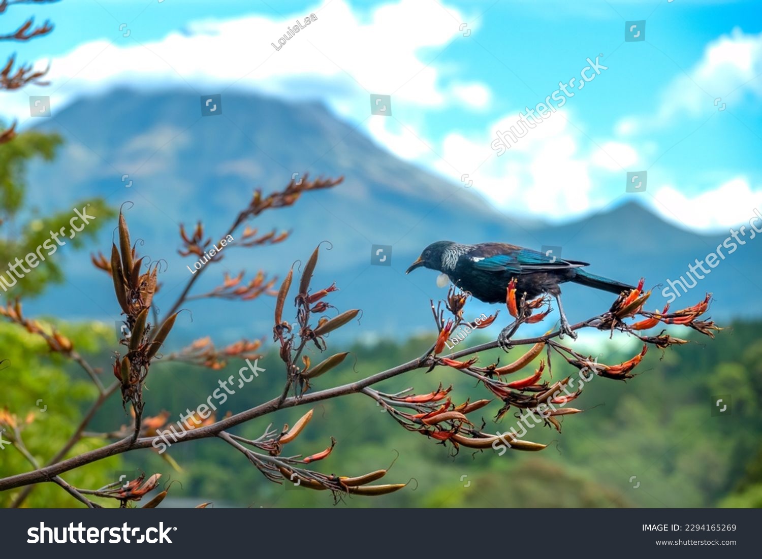 Tui bird (Tūī) (Prosthemadera novaeseelandiae), a unique an endemic passerine species only found in New Zealand. #2294165269