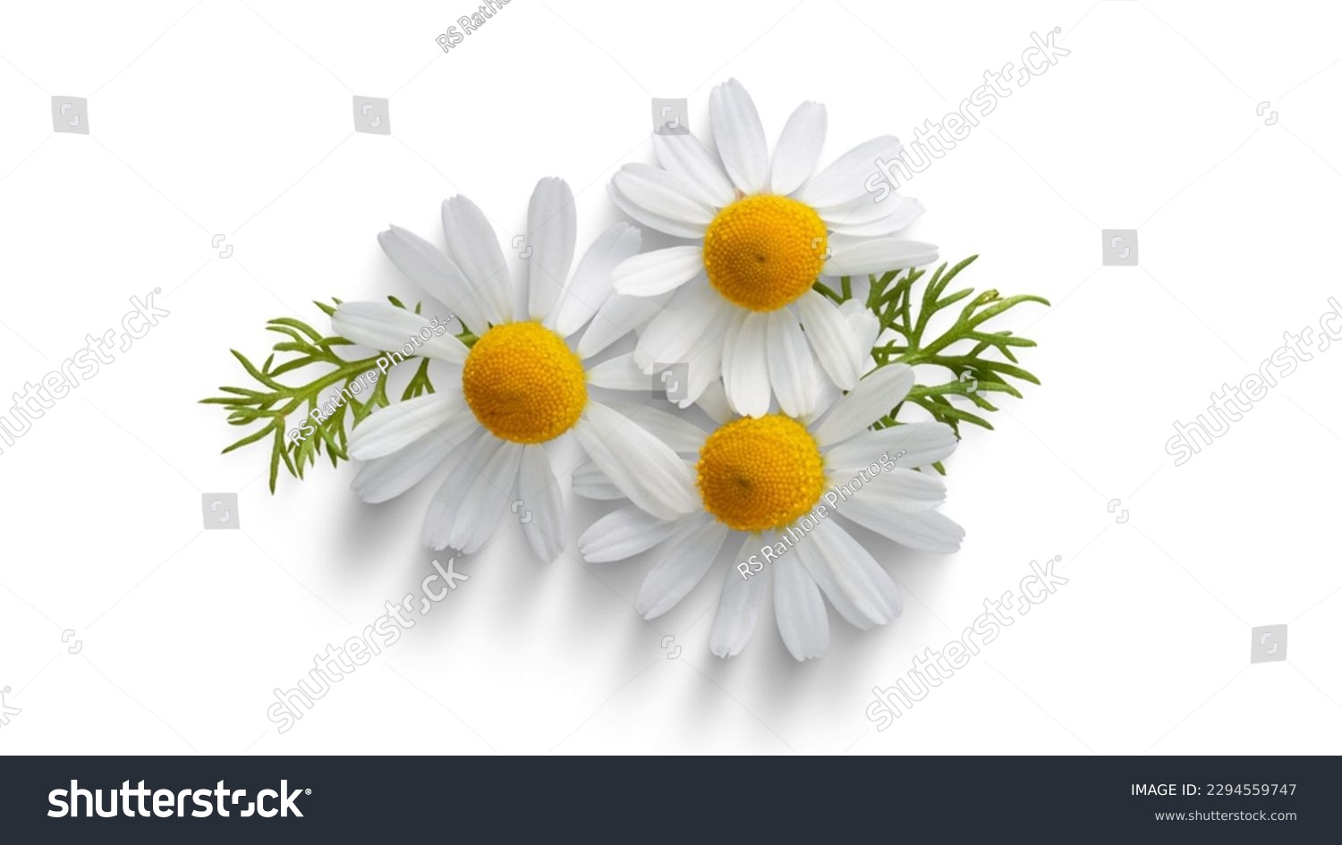 Beautiful Daisies Flowers.Yellow Center Isolated On White Background #2294559747