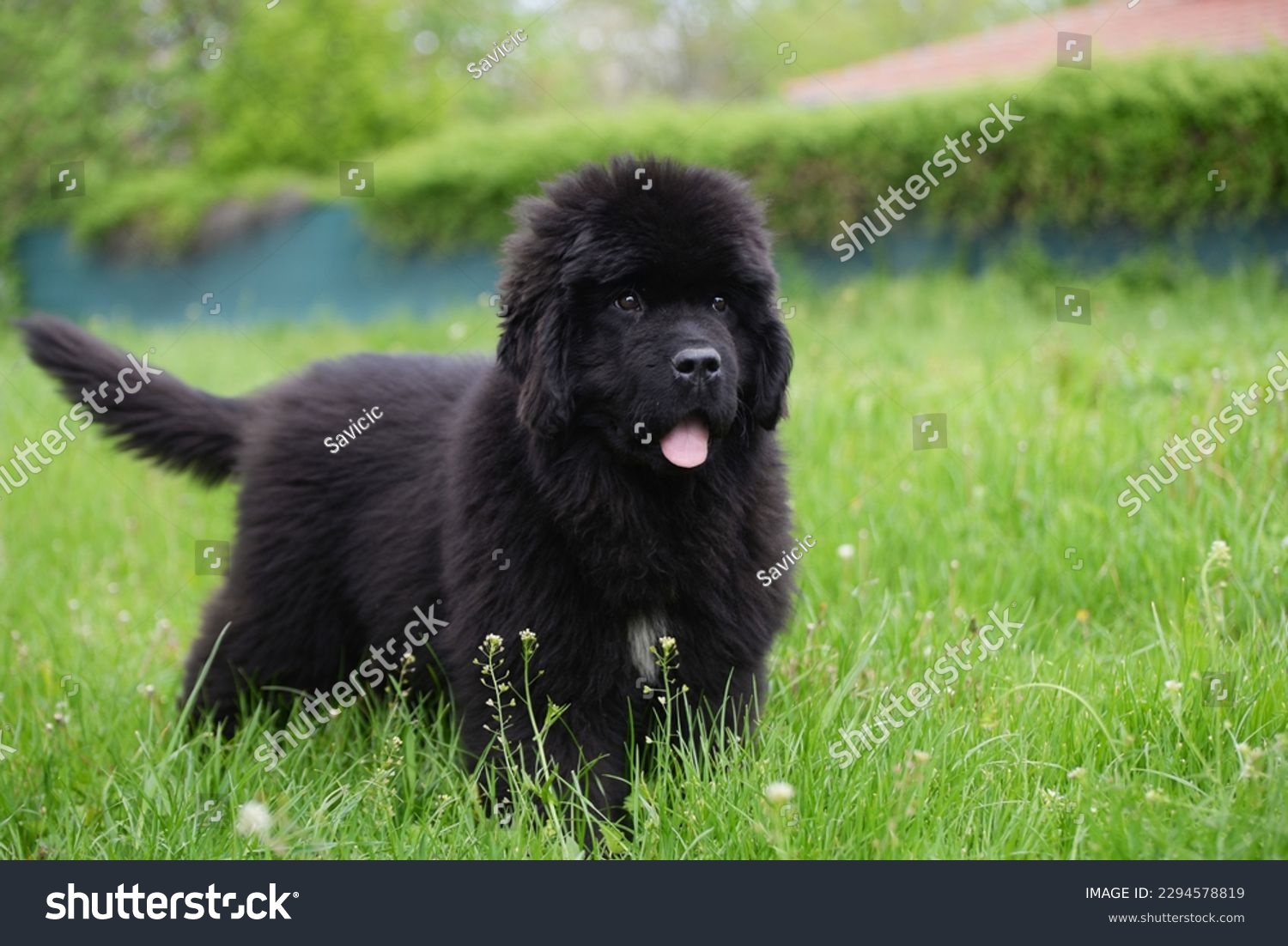 Newfoundland dog breed in an outdoor. Big   Rescue dog. Show breed of dog #2294578819