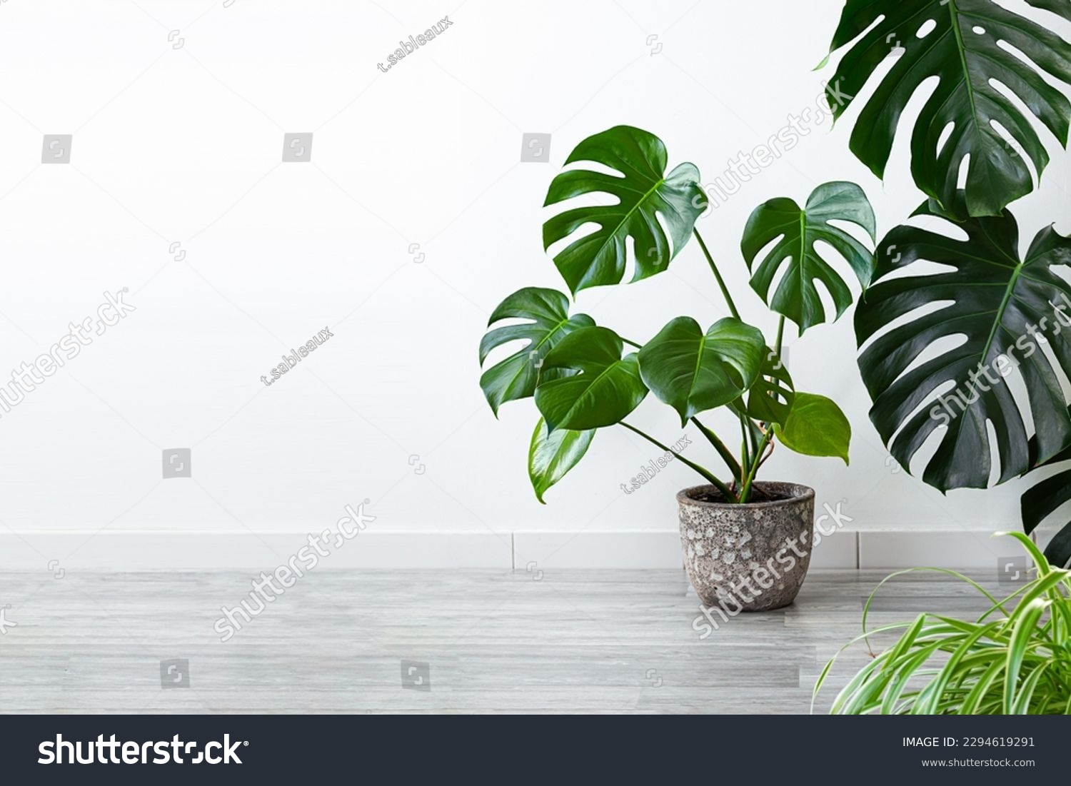 Monstera deliciosa or Swiss Cheese Plant in a pot on a gray floor, home gardening and connecting with nature concept with copy space #2294619291