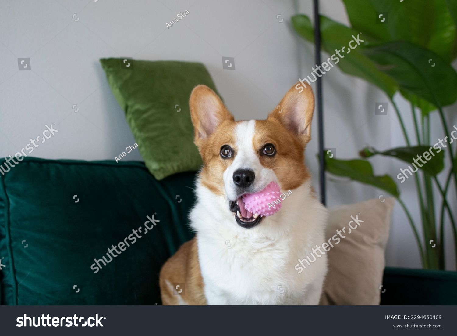 Portrait of gorgeous Welsh Pembroke Corgi with a pink toy in its mouth. Dog with a toy sittiong on a green couch #2294650409