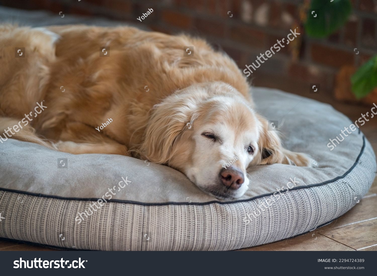 Senior Golden Retriever resting on a dog bed #2294724389