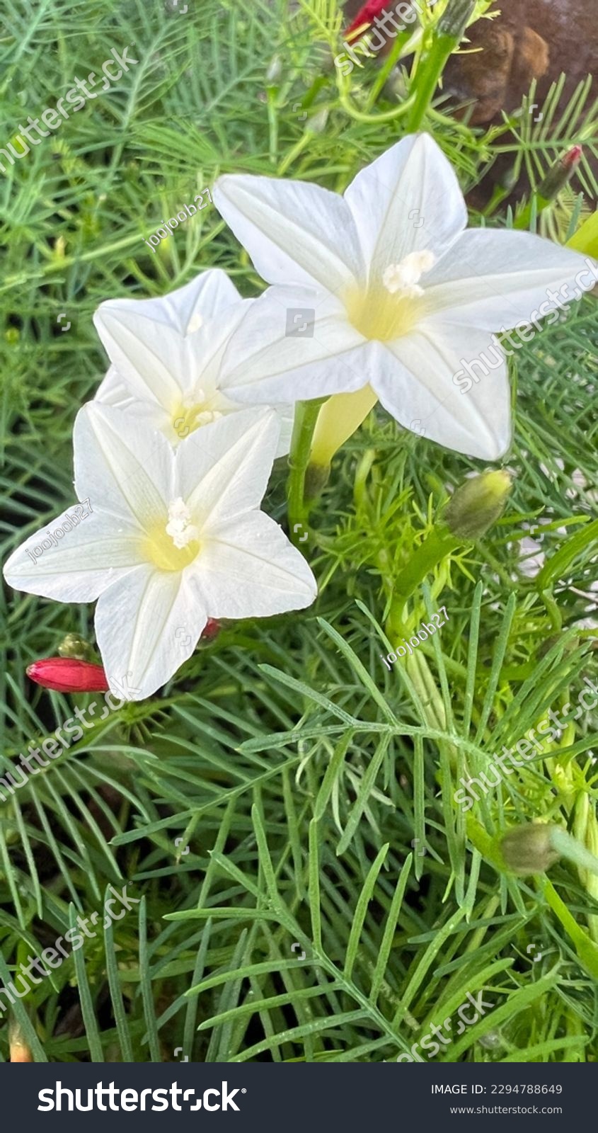 Close up white Ipomoea quamoclit commonly known as cypress vine, star glory in bloom. #2294788649