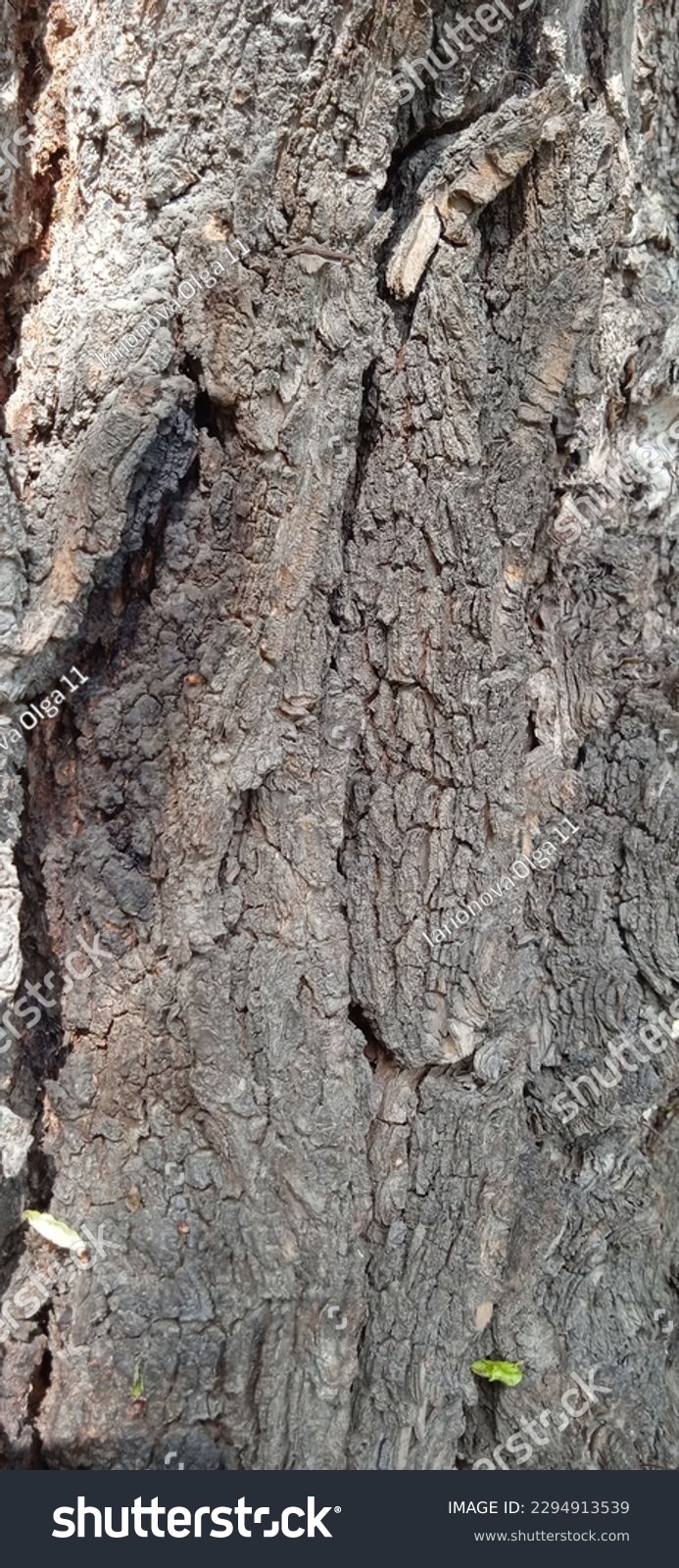 Bark tree relief background texture #2294913539