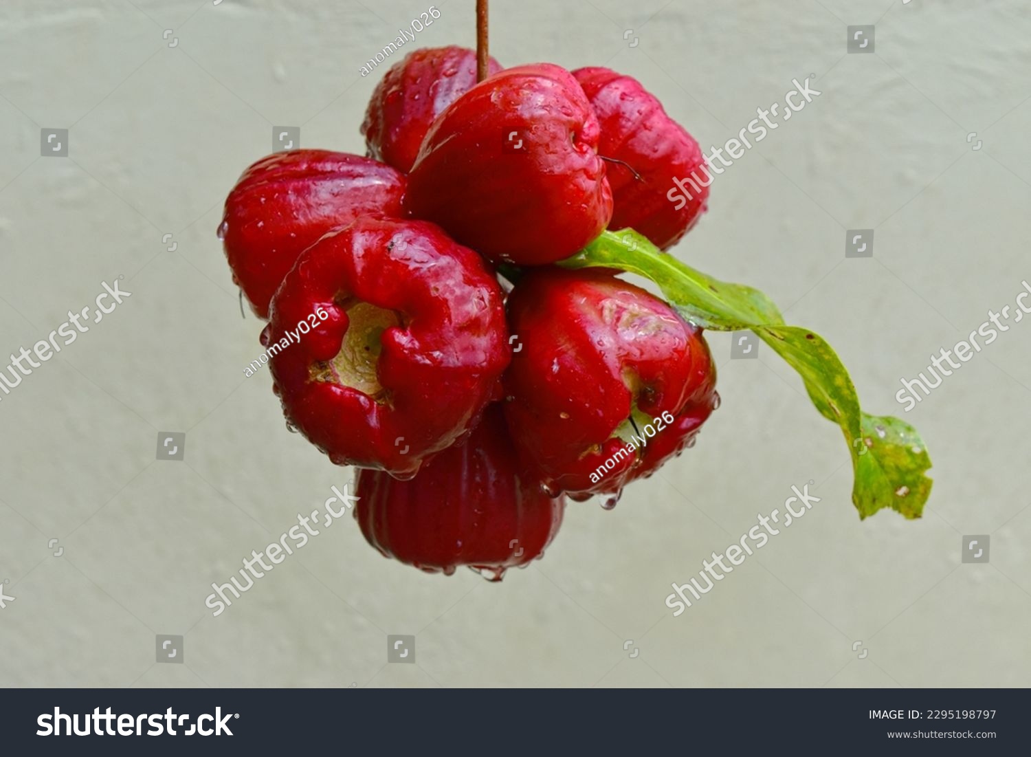 a sprig of fruit called water guava, water apple, or rose apple that is red and fresh. #2295198797