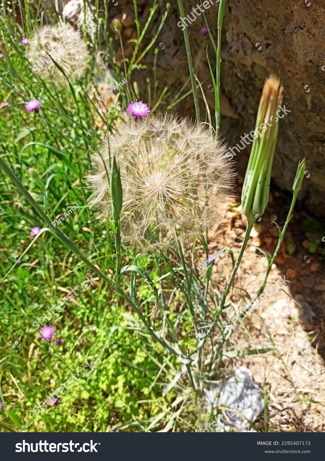 Dicots, salsifies, Tragopogon, Cichorieae, Cichorioideae, Asteraceae, Asterales, Asterids, Eudicots, Flowering plants, Vascular plants, Plants, Tragopogon porrifolius, Asteraceae, Asterales, eudicots #2295407173