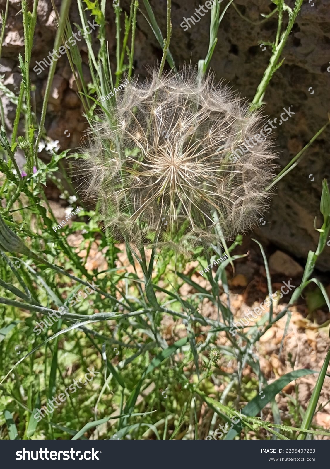 Dicots, salsifies, Tragopogon, Cichorieae, Cichorioideae, Asteraceae, Asterales, Asterids, Eudicots, Flowering plants, Vascular plants, Plants, Tragopogon porrifolius, Asteraceae, Asterales, eudicots #2295407283