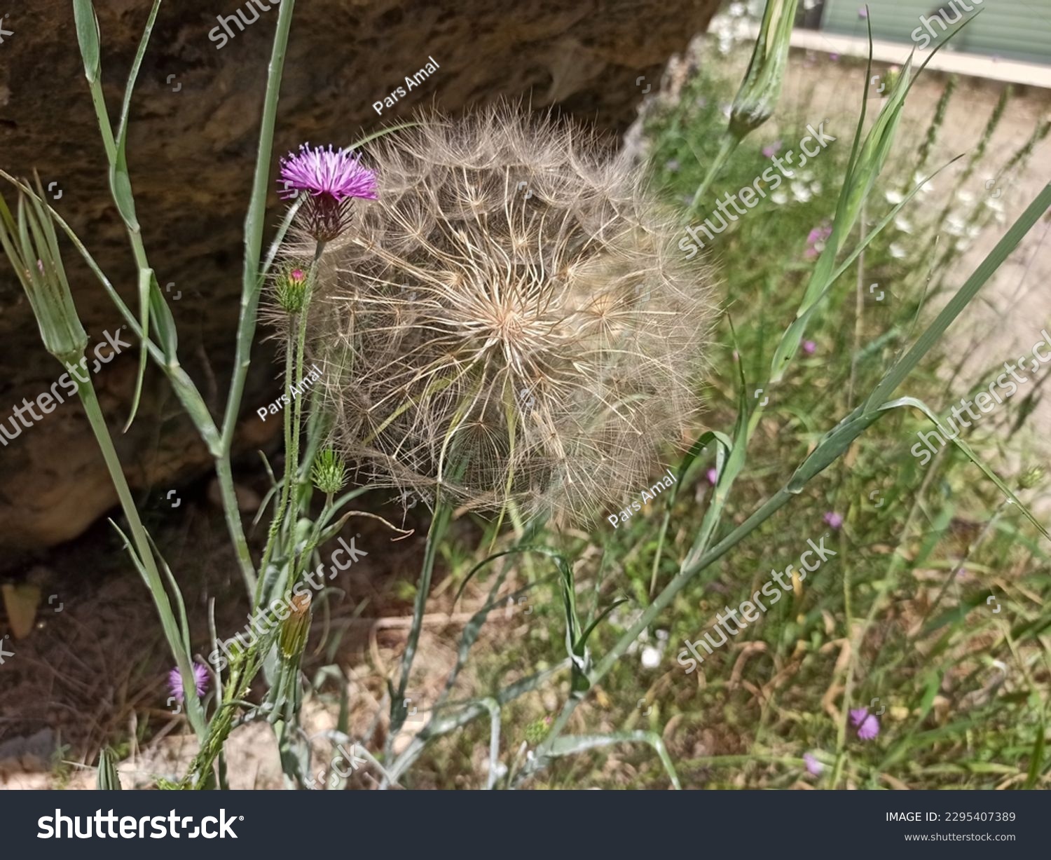 Dicots, salsifies, Tragopogon, Cichorieae, Cichorioideae, Asteraceae, Asterales, Asterids, Eudicots, Flowering plants, Vascular plants, Plants, Tragopogon porrifolius, Asteraceae, Asterales, eudicots #2295407389