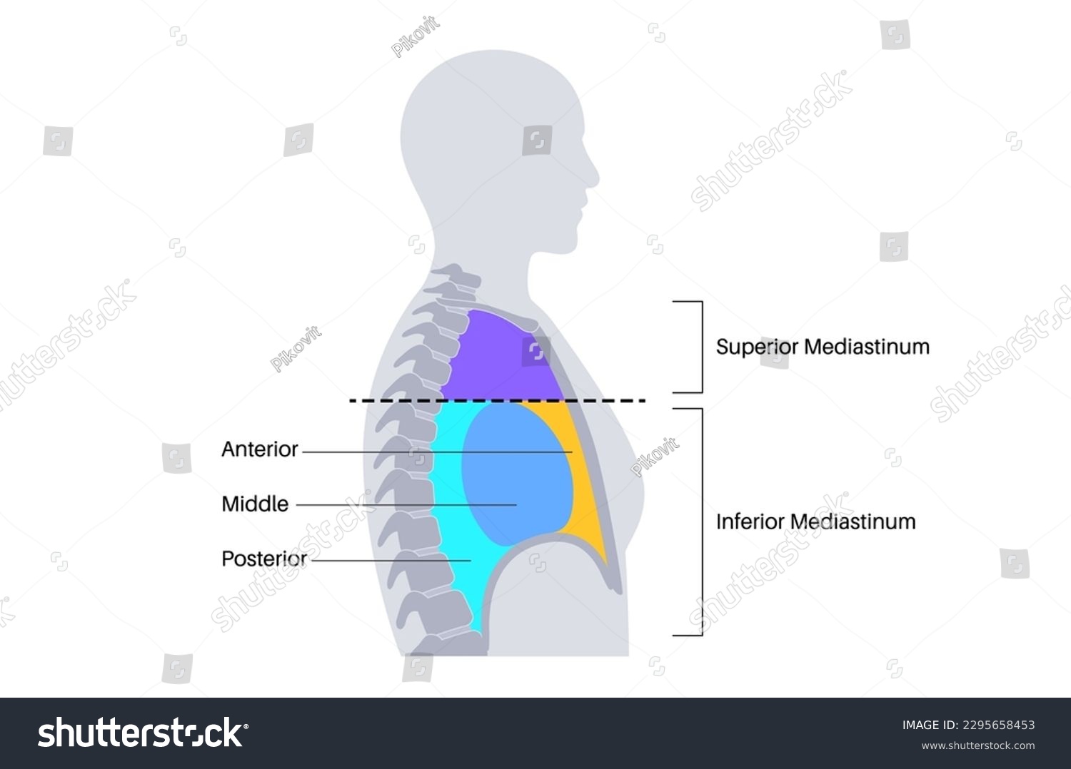 Mediastinum anatomical poster. Space within the - Royalty Free Stock ...