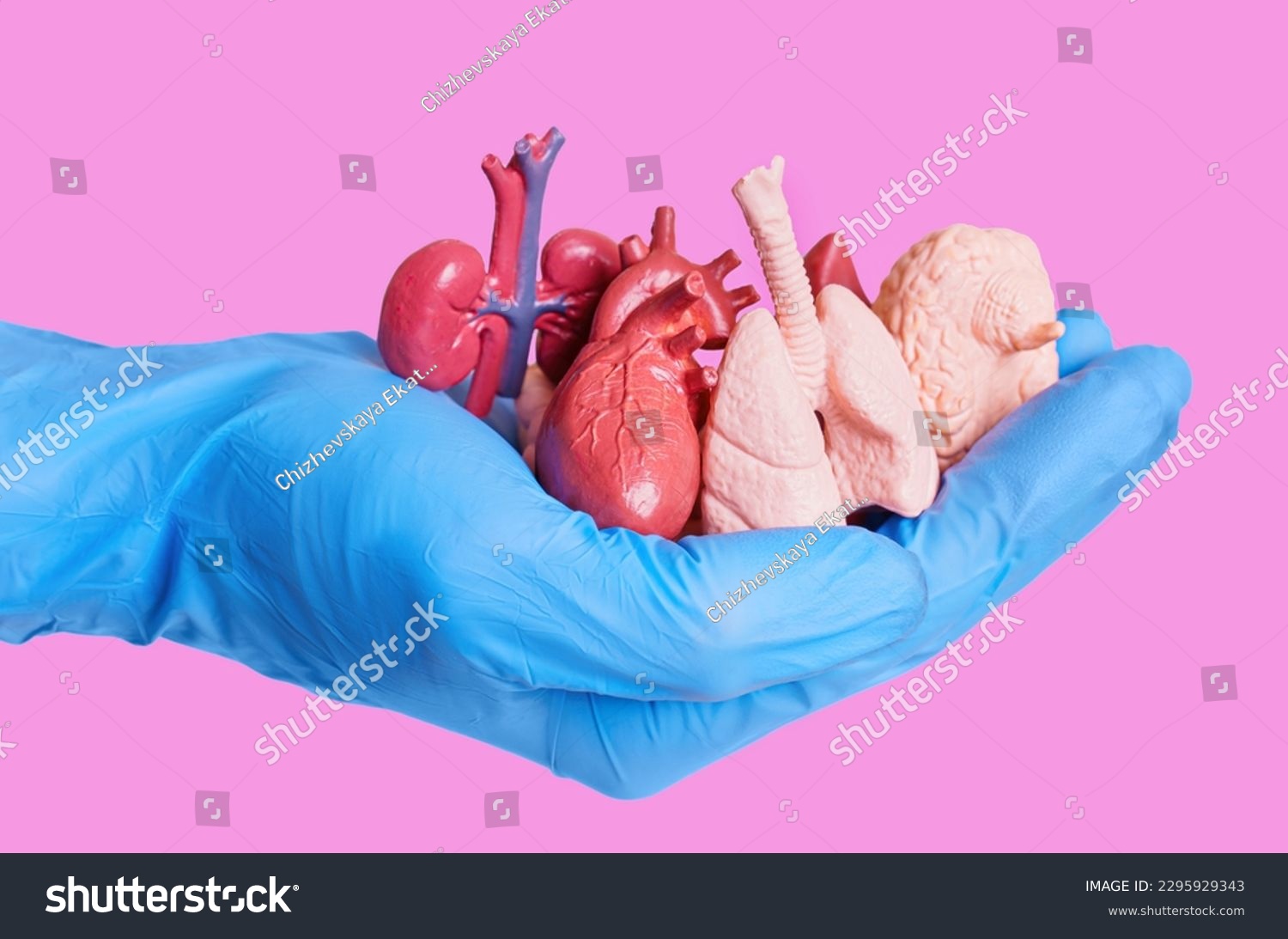 Hand in a blue surgical glove holding miniature anatomical models of human organs isolated on pink. Organs donation related concept. #2295929343