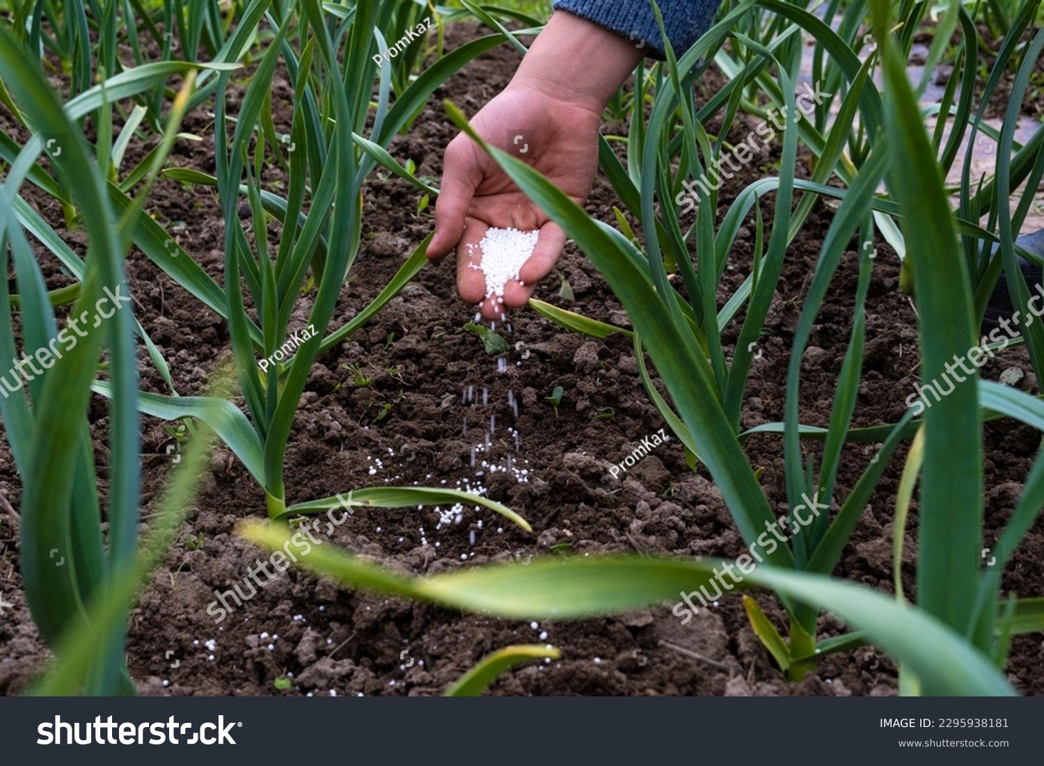 Bed of young winter garlic in the garden. Growing garlic using mineral fertilizers. A hand pours fertilizer into the aisle of garlic. #2295938181