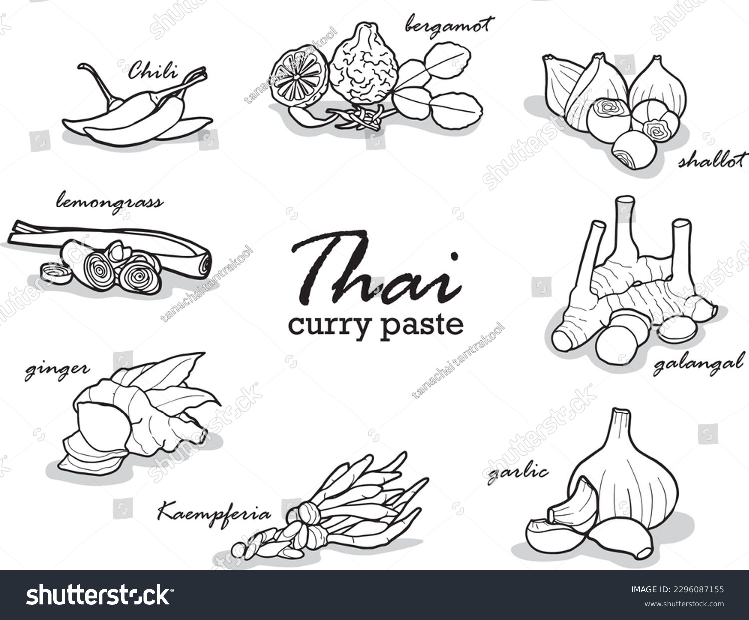 Vector hand drawn lines on a white background about Thai herbs that are condiments in Thai food to present Thai food such as ginger, galangal, lemongrass, kaffir lime leaves, etc. #2296087155