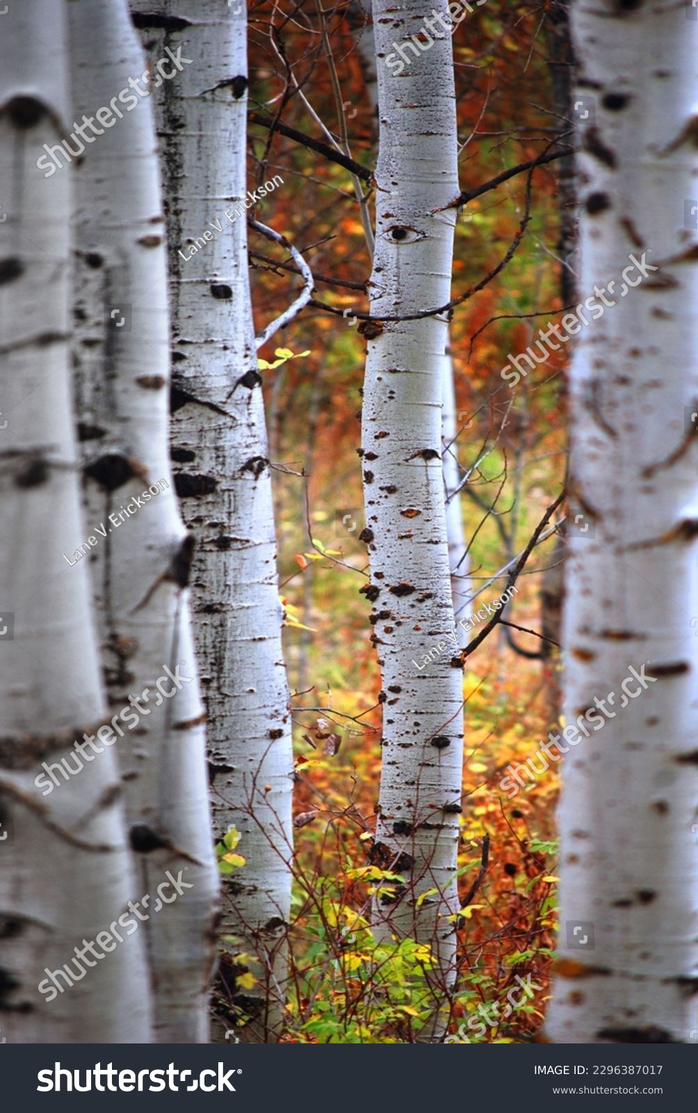 Aspen trees or birch trees with white bark in forest with fall autumn colors #2296387017