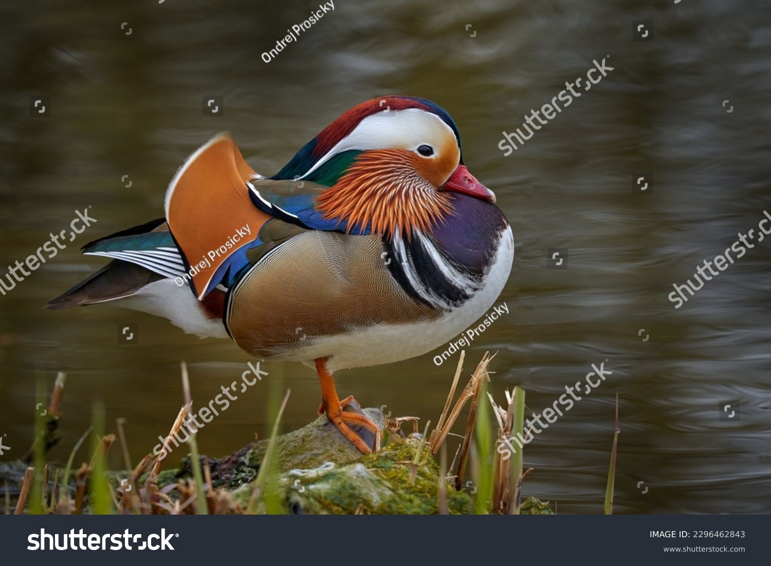 Mandarin Duck, Aix galericulata, sitting on the branch with blue water surface in background. Beautiful bird near the river water. Blue river surface with duck, Germany, Europe. #2296462843