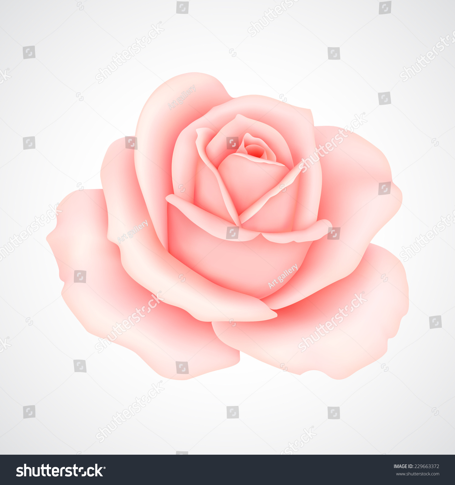 Pink rose. Vector illustration #229663372