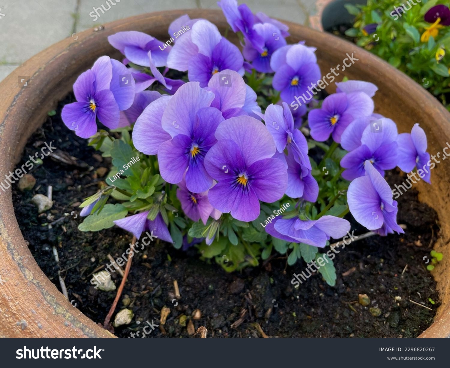 Decorative flower pot with vibrant blue purple Viola Cornuta pansy flowers close up, floral wallpaper background with blooming violet blue pansies #2296820267