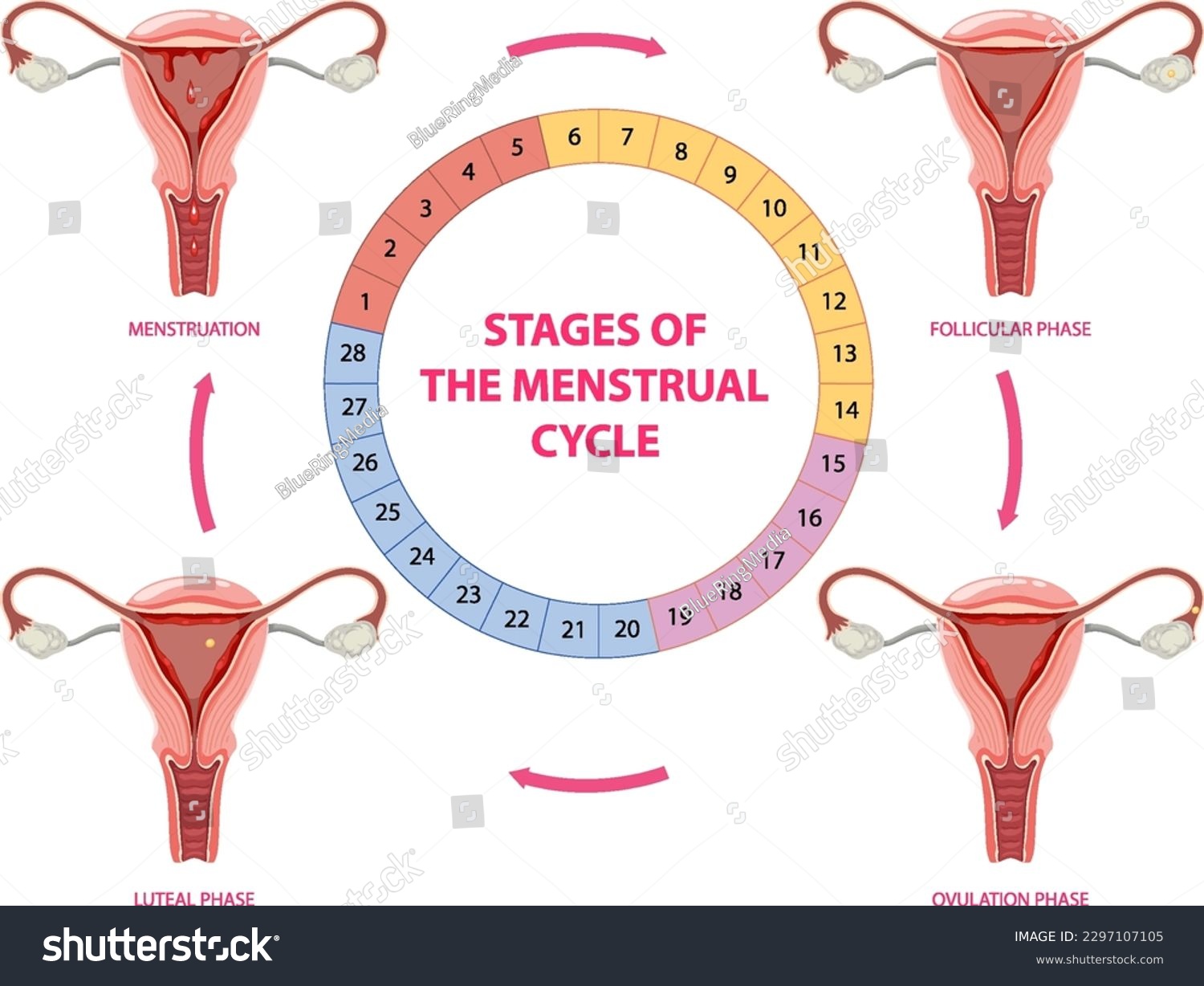 Stages Of The Menstrual Cycle Illustration Royalty Free Stock Vector 2297107105 5294