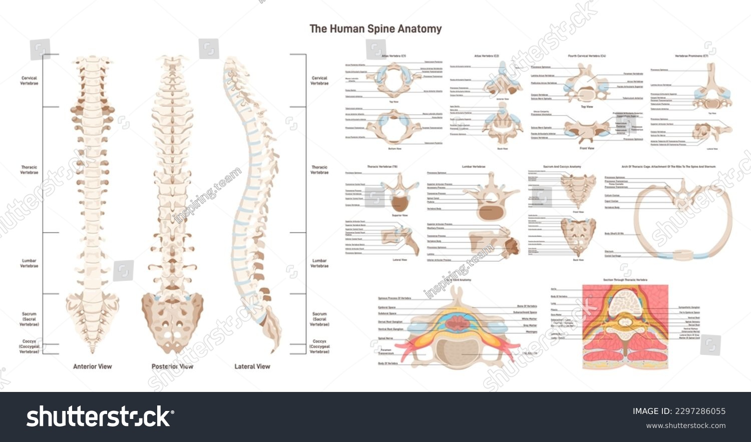 Human spine anatomy set. Vertebral column - Royalty Free Stock Vector ...