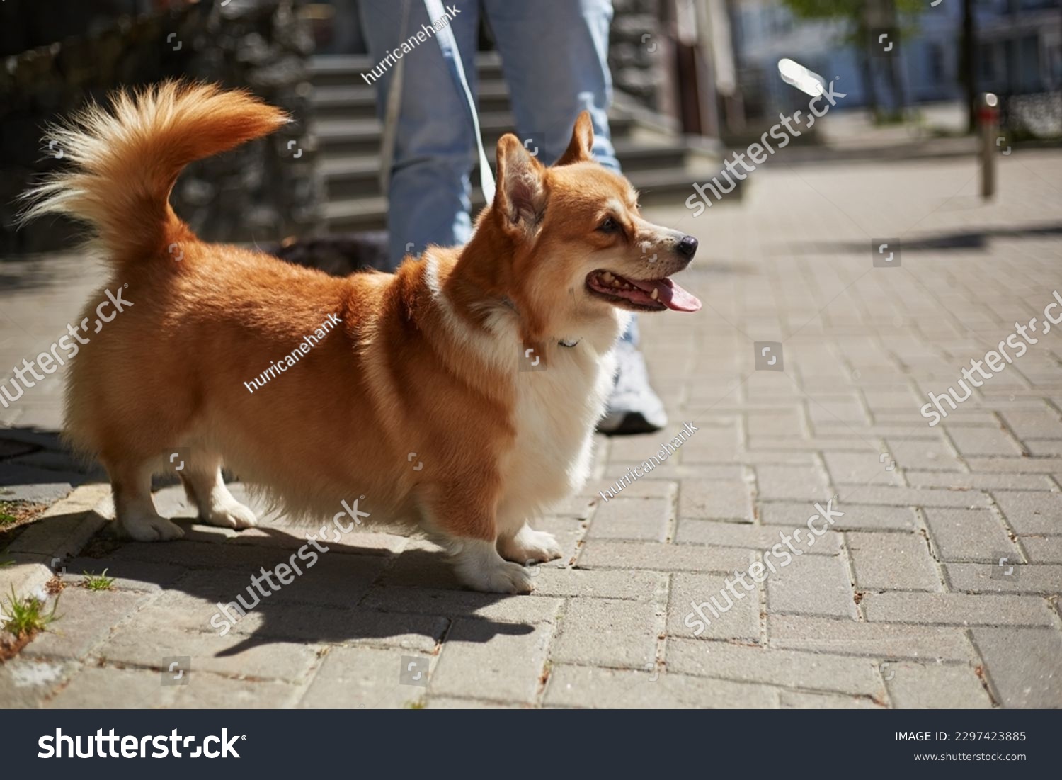 Cute brown corgi dog walking on a leash in the city. Adorable young Pembroke Welsh Corgi with the owner #2297423885