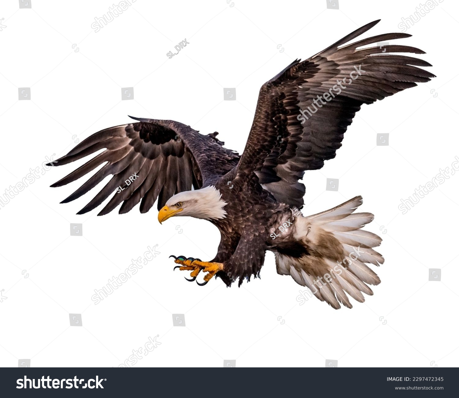 eagle flying on white background  #2297472345