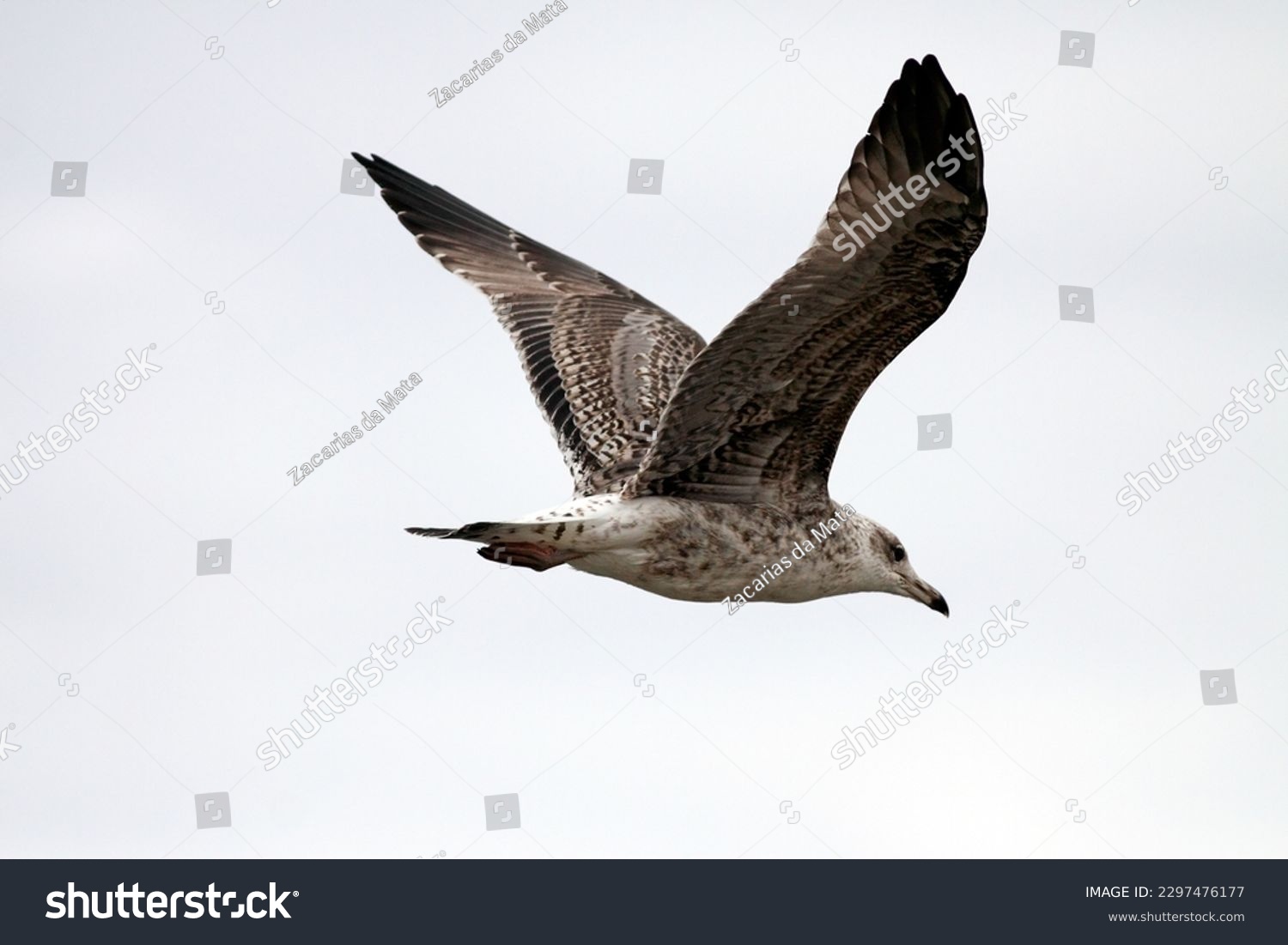 Beautiful seagull in flight seeing details, feather, beak an eye #2297476177