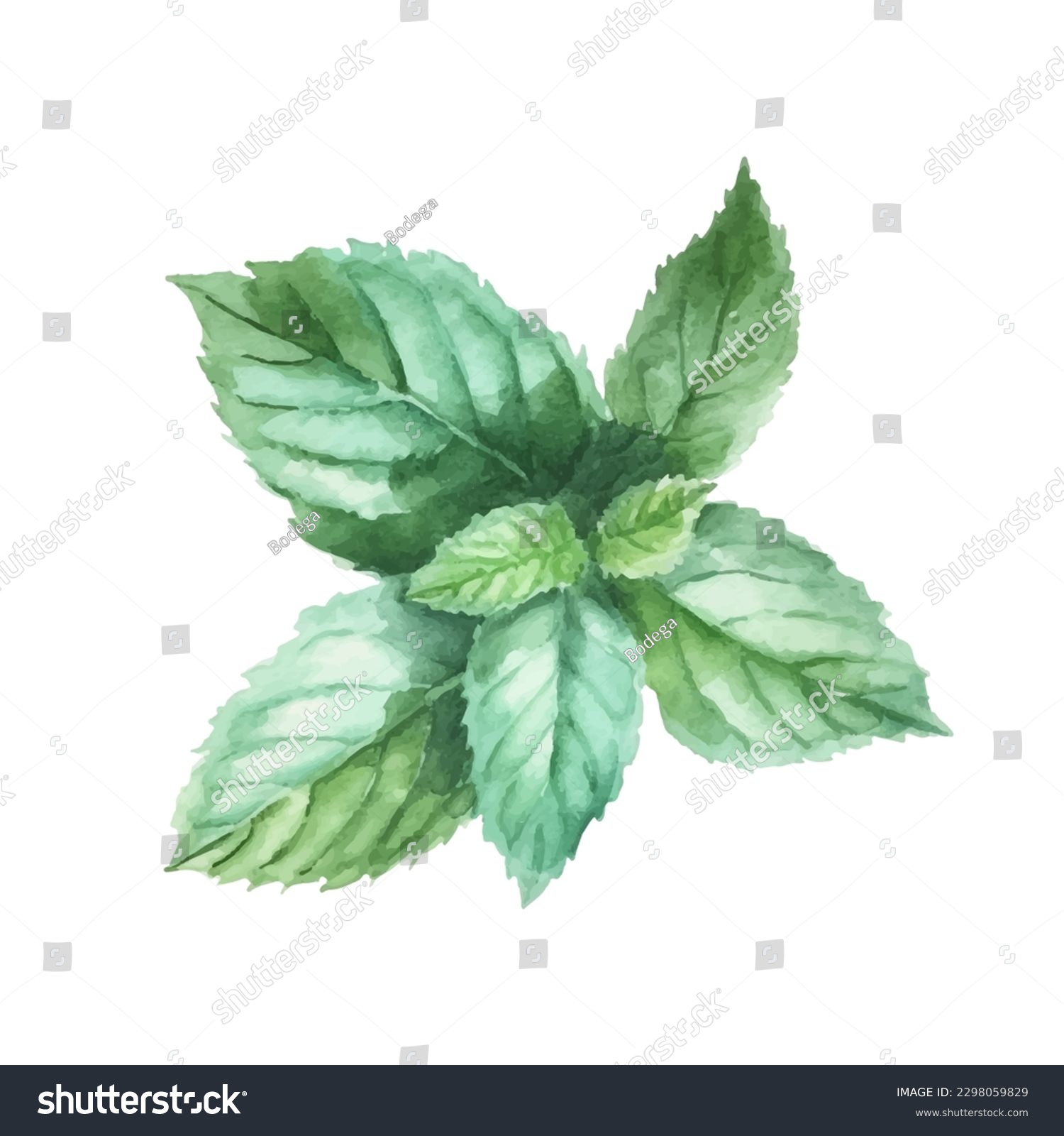 Watercolor sketch of mint. Vector illustration peppermint green leaves #2298059829