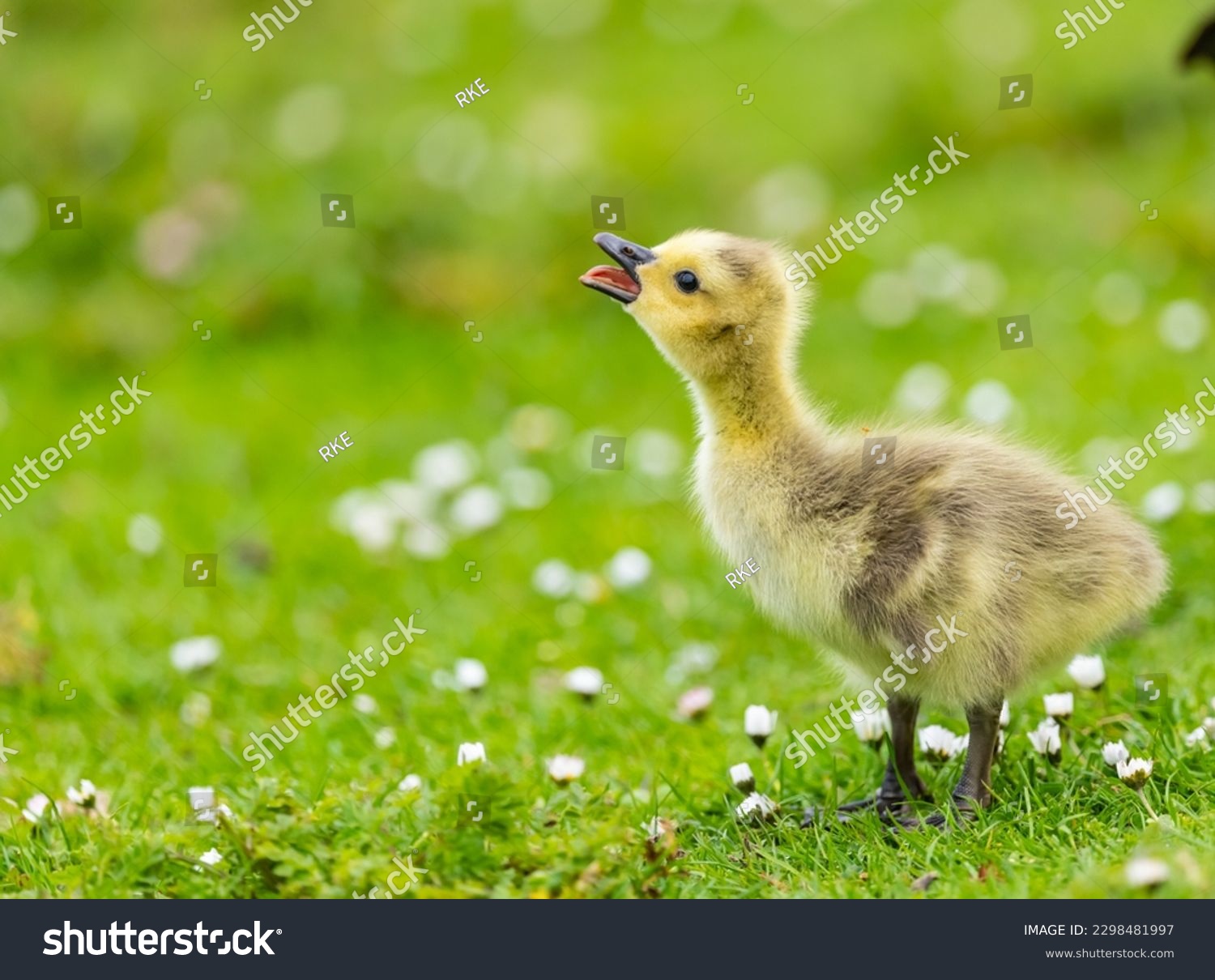 Canada Goose gosling  -  Leicester - UK #2298481997