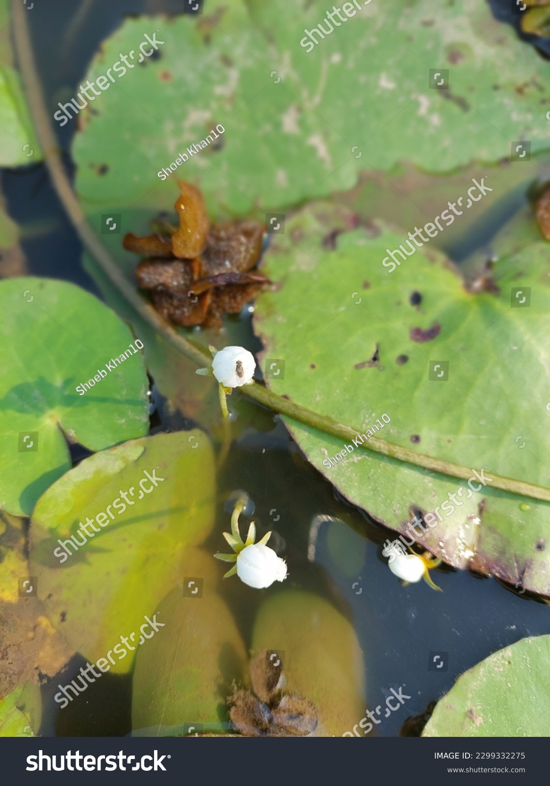 Nymphoides indica is an aquatic plant in the Menyanthaceae, native to tropical areas around the world.It is sometimes cultivated, and has become a minor weed in Florida. #2299332275