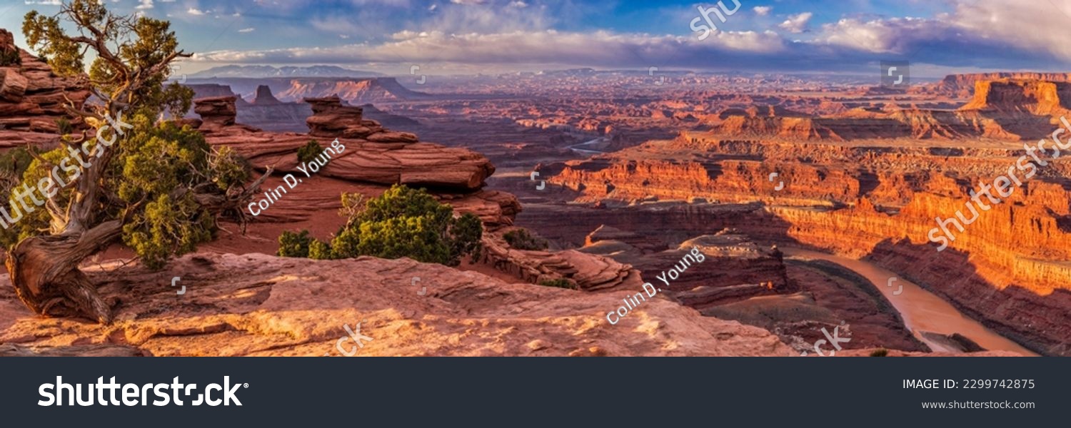 A juniper tree sits on a rock ledge over a Colorado River Gooseneck, seen from Dead Horse Point State Park, Utah. #2299742875