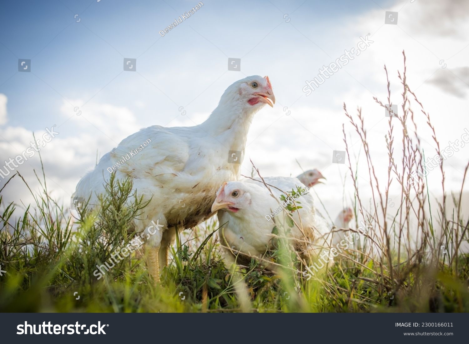 Close up image of a white Broiler Chicken living on a free range farm in a sustainable manner and cruelty free #2300166011