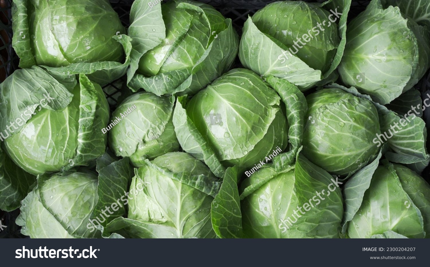 background of ripe early cabbage, top view. green cabbage in the market.                           #2300204207