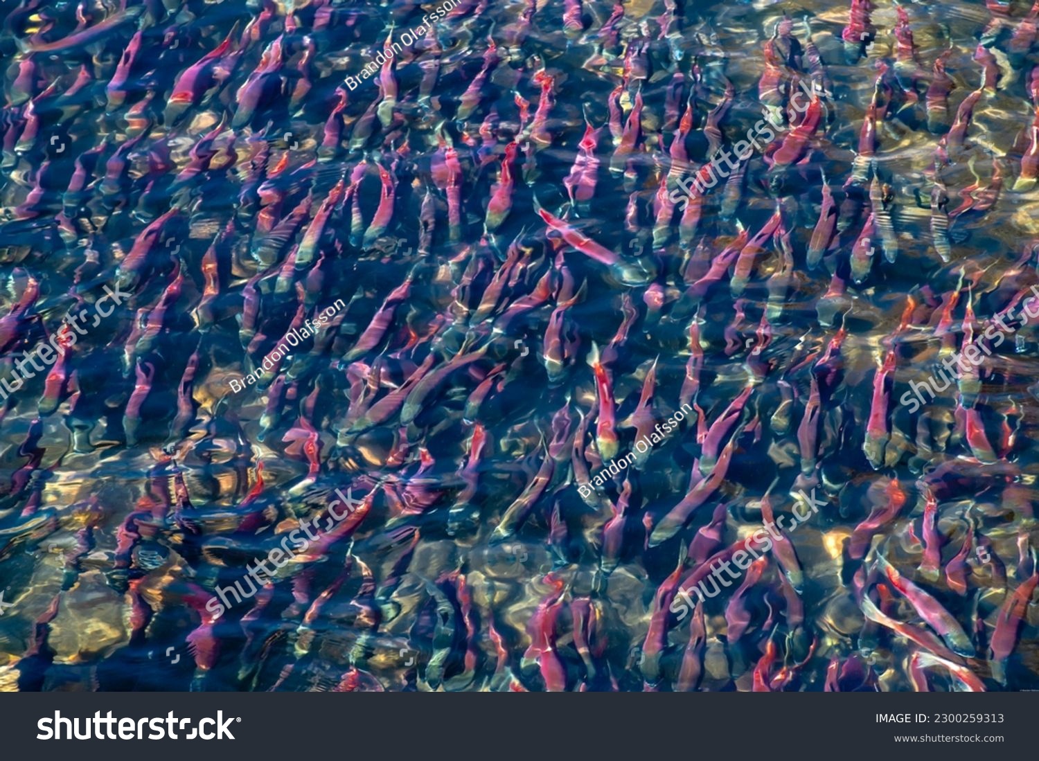 A swarm of Kokonee Salmon migrating up Taylor Creek in South Lake Tahoe,  CA. #2300259313