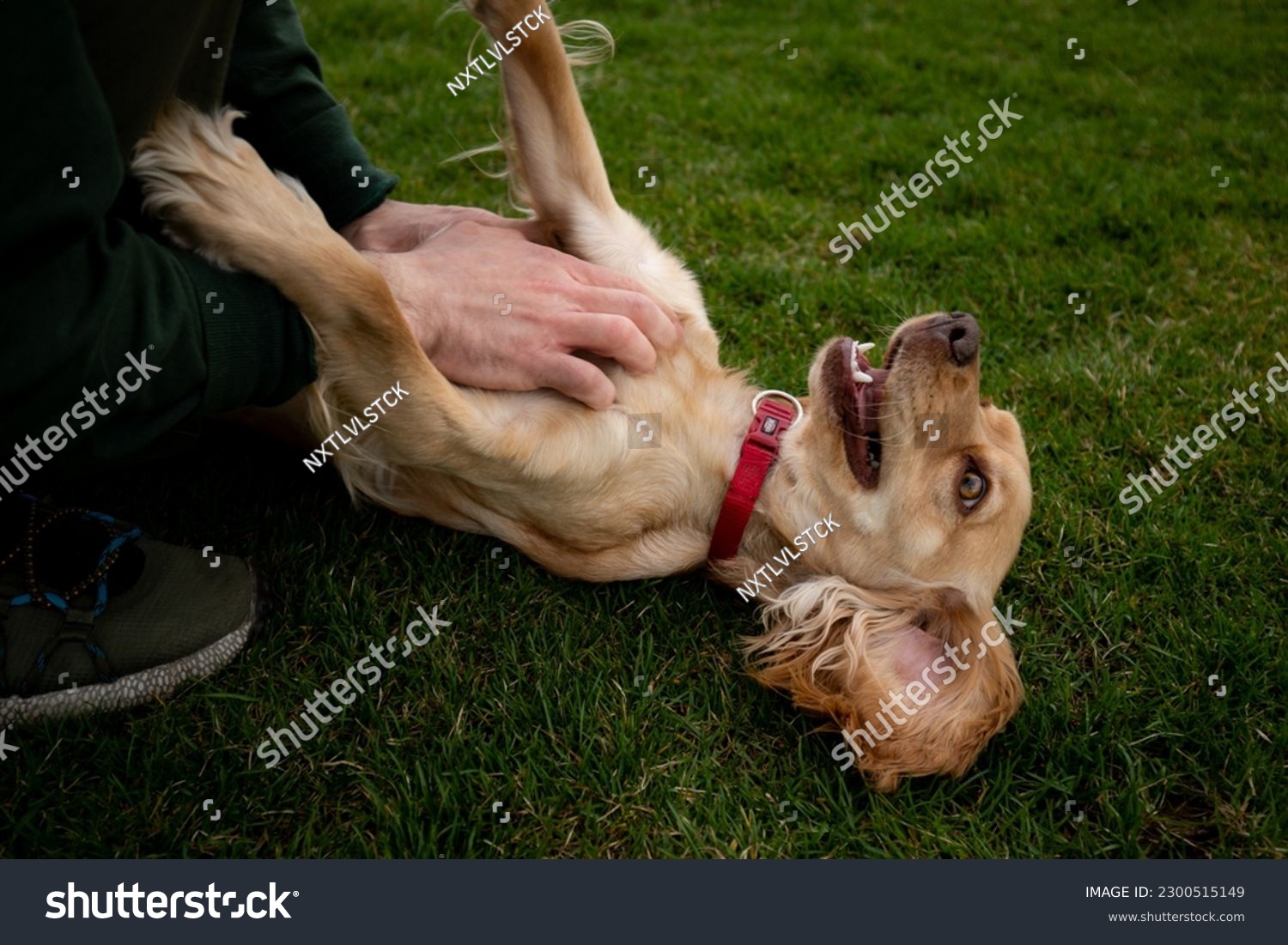 A happy cocker spaniel lies on the grass while its owner strokes its belly. A red collared cocker spaniel receives belly strokes from its owner. #2300515149