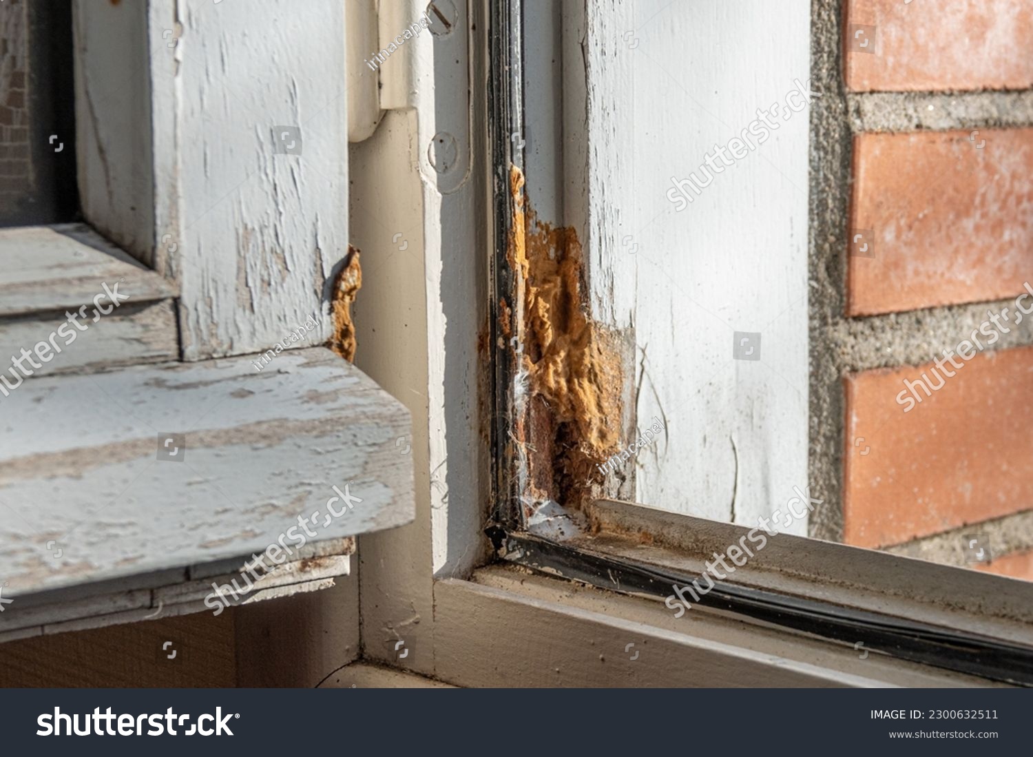 Wood-decay fungus destroys wooden frame of window #2300632511