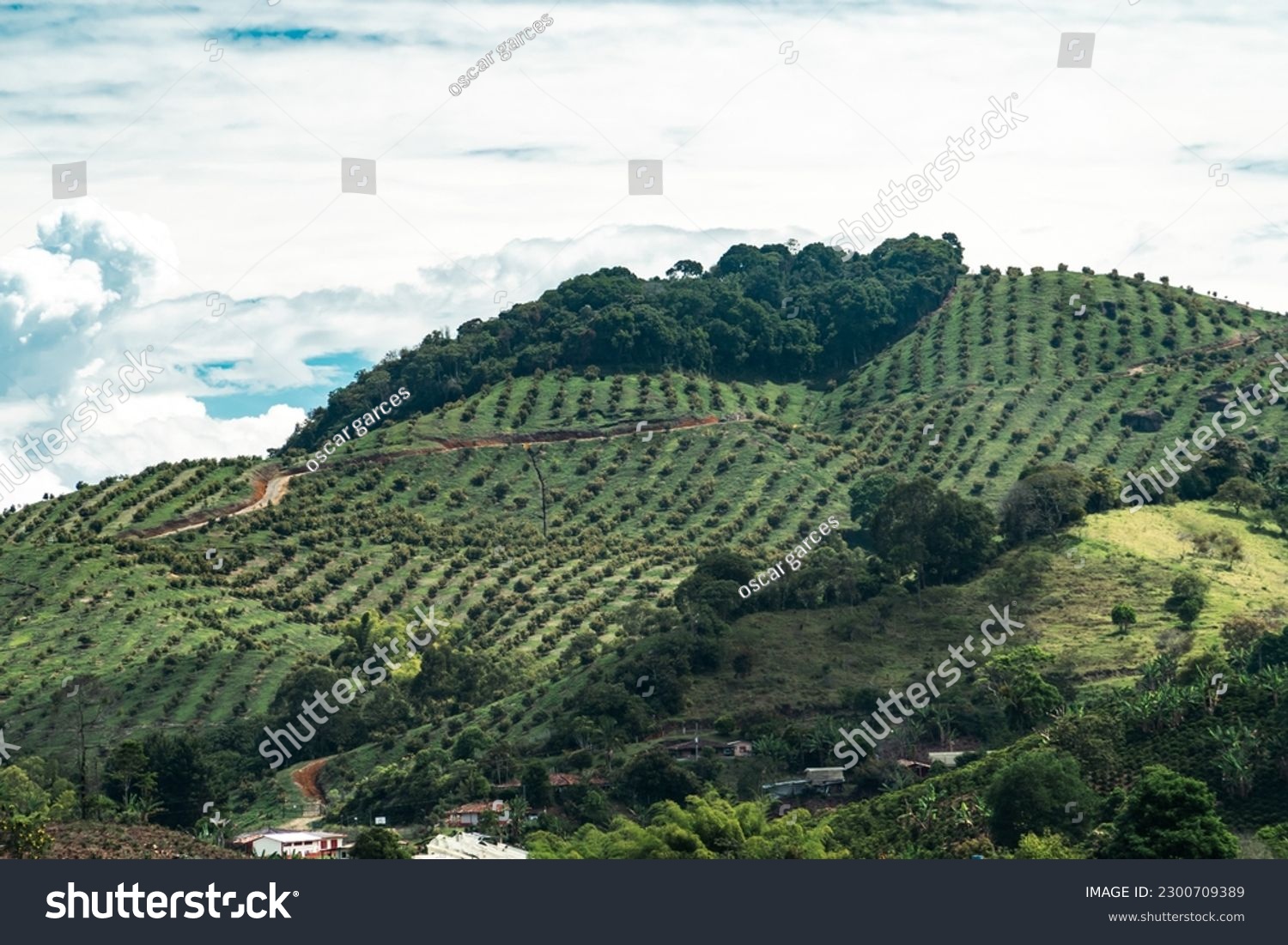 Mountain with avocado plantation and rural landscape. Jerico, Antioquia, Colombia.  #2300709389