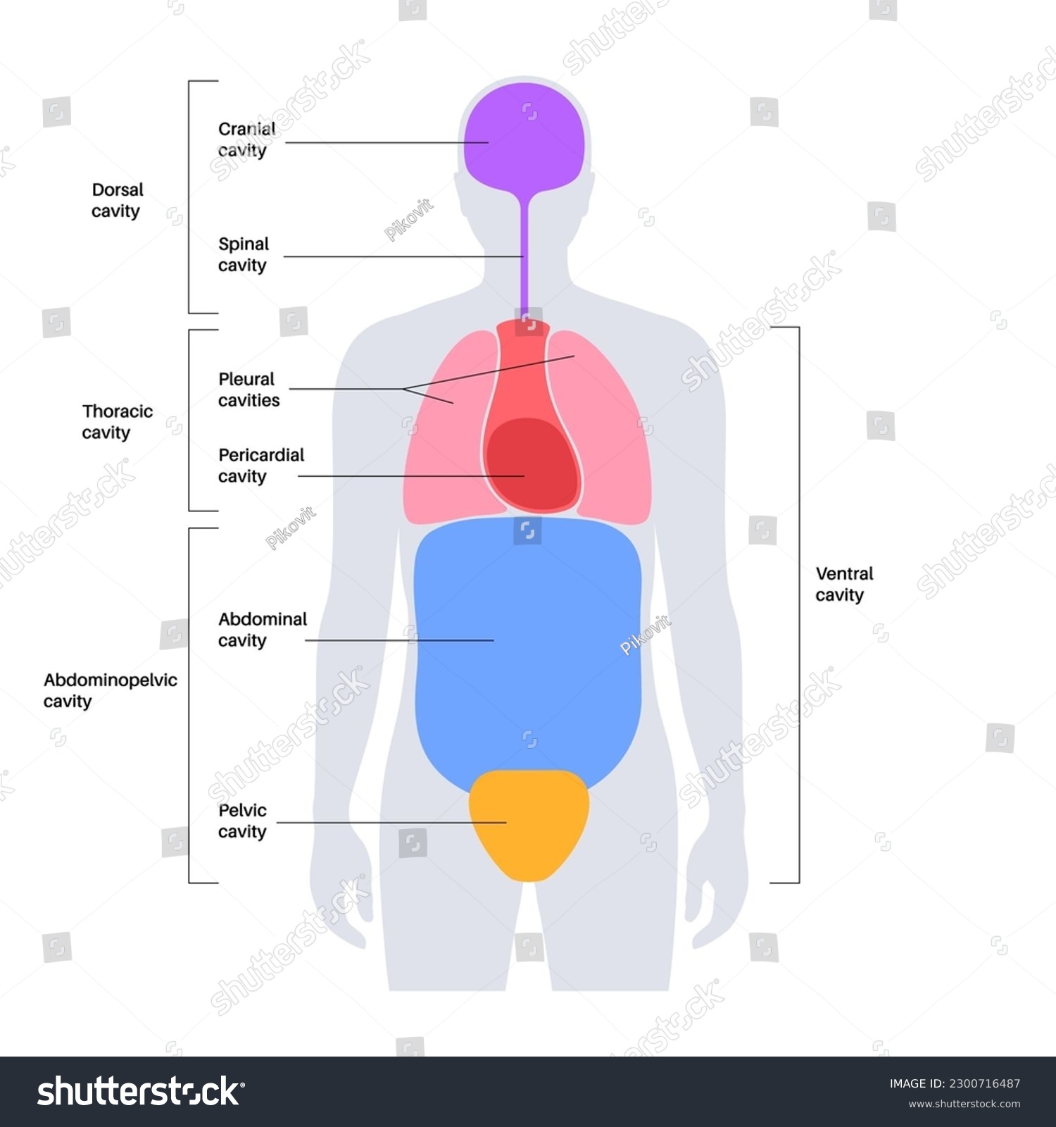 Body Cavities Anatomical Poster Spaces In Male Royalty Free Stock Vector 2300716487 1793