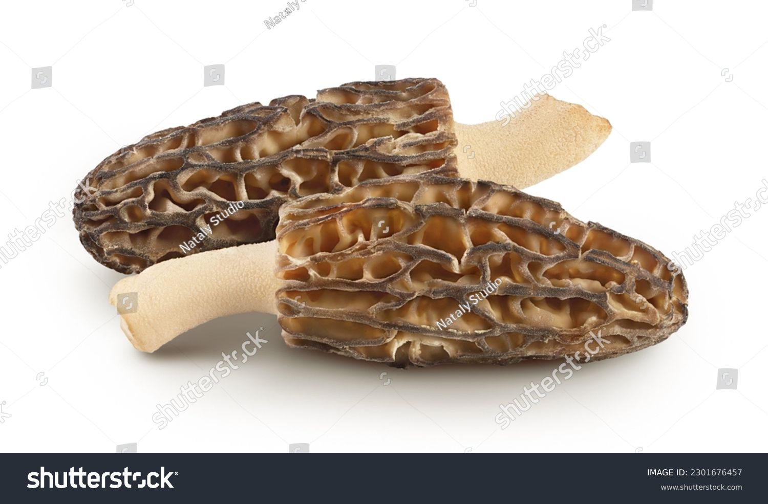 raw morel mushroom isolated on white background with full depth of field #2301676457