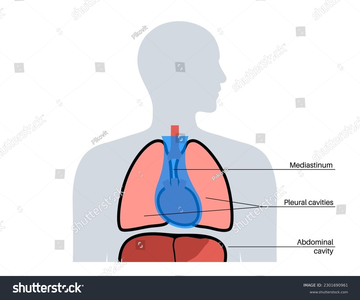 Mediastinum anatomical poster. Space within the - Royalty Free Stock ...