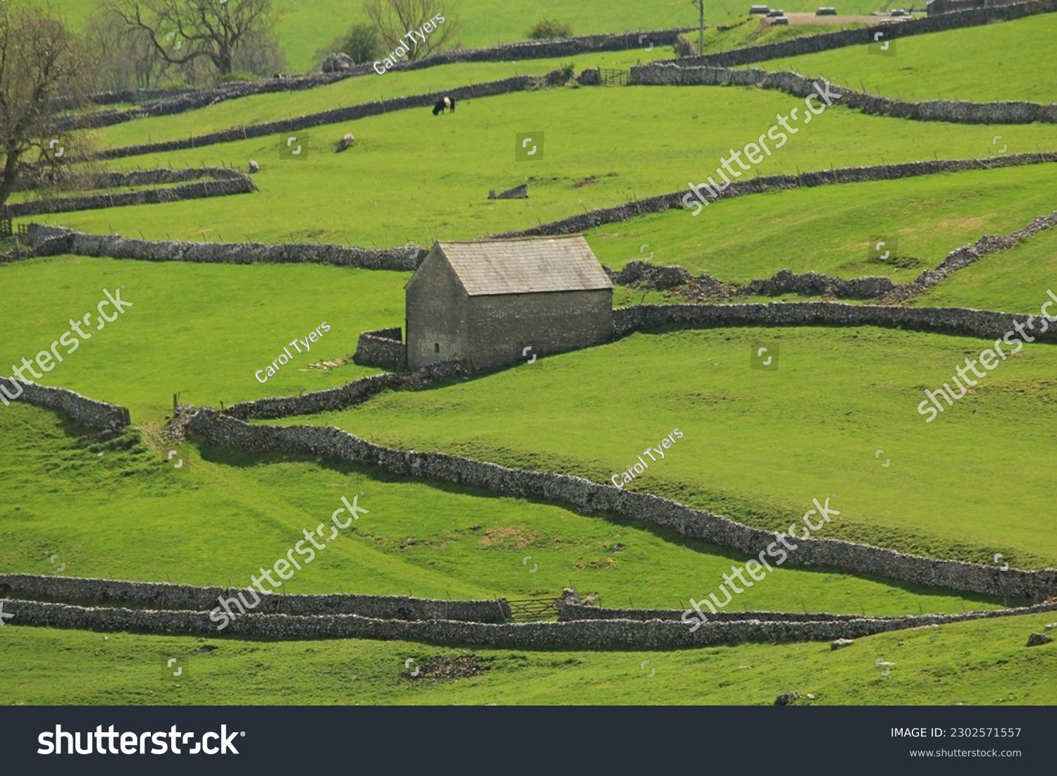 Looking down from the top of Malham Cove at a Landscape of green pasture and dry stone walls typical of the Yorkshire Dales #2302571557
