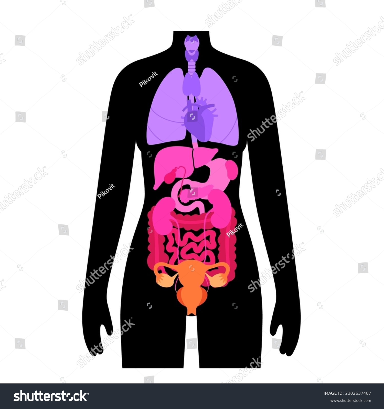 Body Cavities And Internal Organs In Female - Royalty Free Stock Vector ...