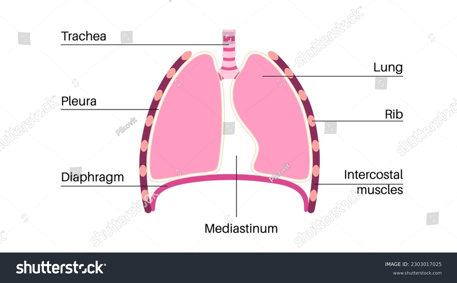 Mediastinum anatomical poster. Space within the - Royalty Free Stock ...