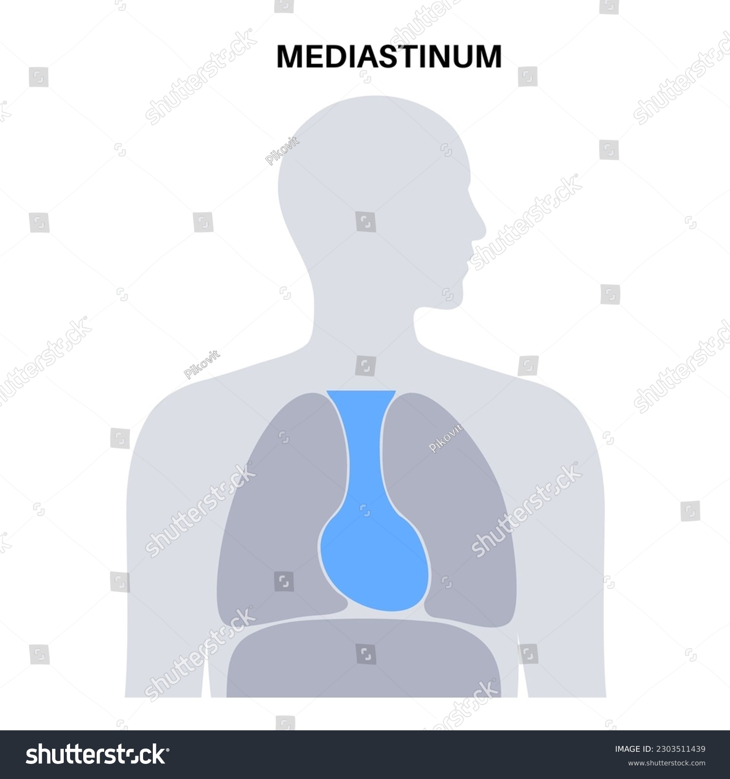 Mediastinum anatomical poster. Space within the - Royalty Free Stock ...